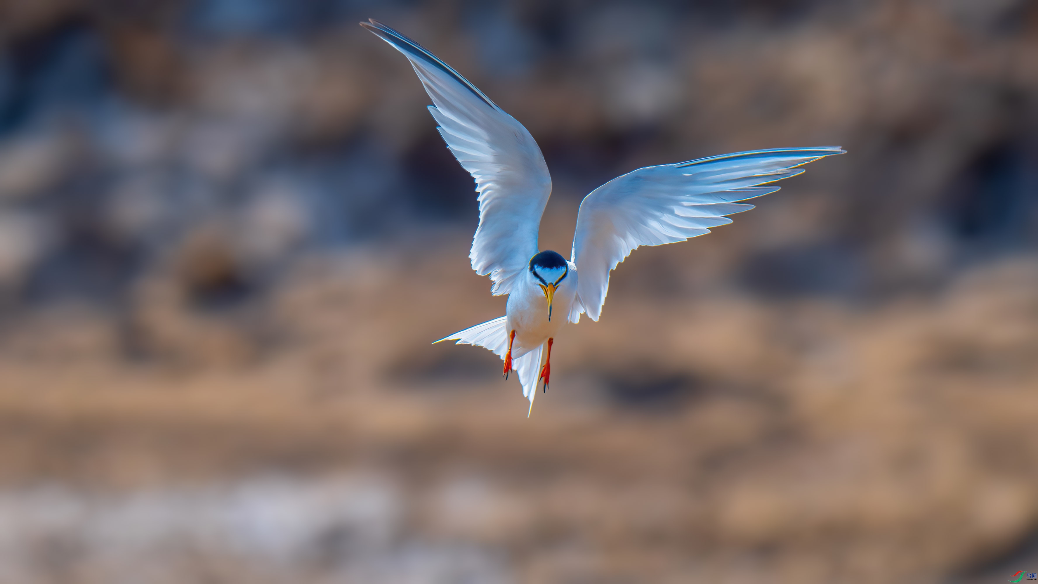 DSC_4267-����ǿ-NR.jpg