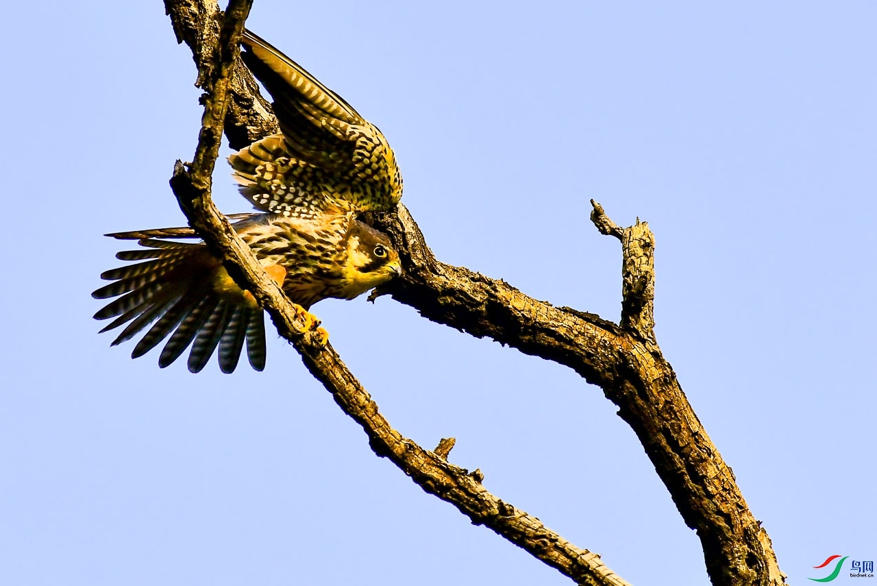 DSC_0225      _��ͼ��.jpg