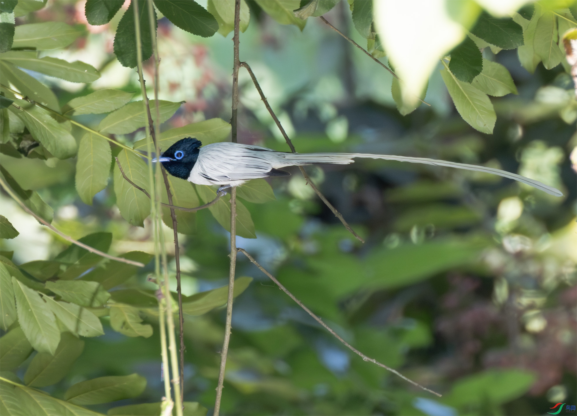 2I1A2087-����ǿ-NR ����.jpg