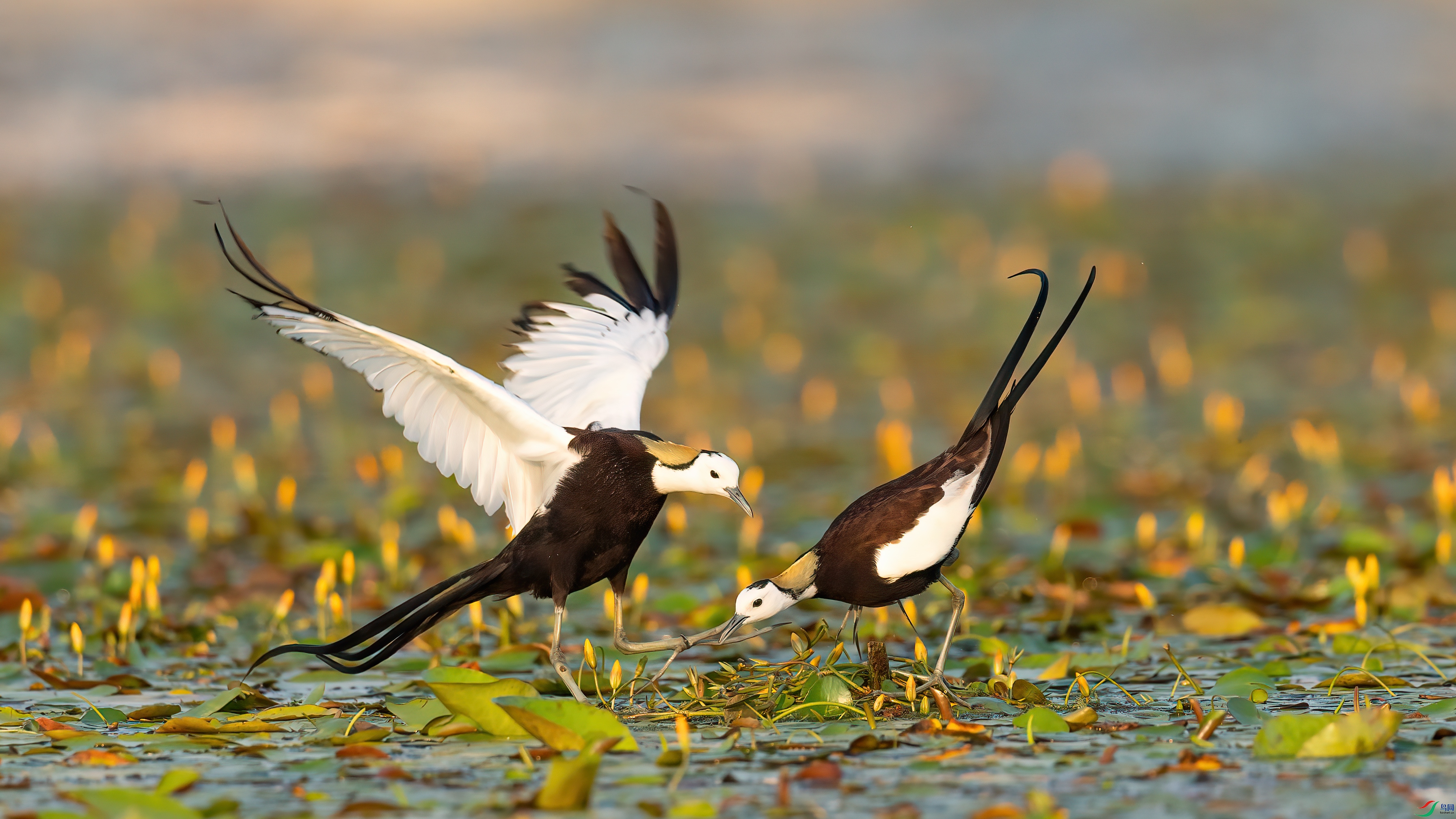 048A5004 ����.jpg