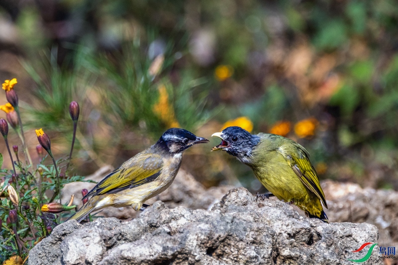 _X7A0715 ����-1.jpeg