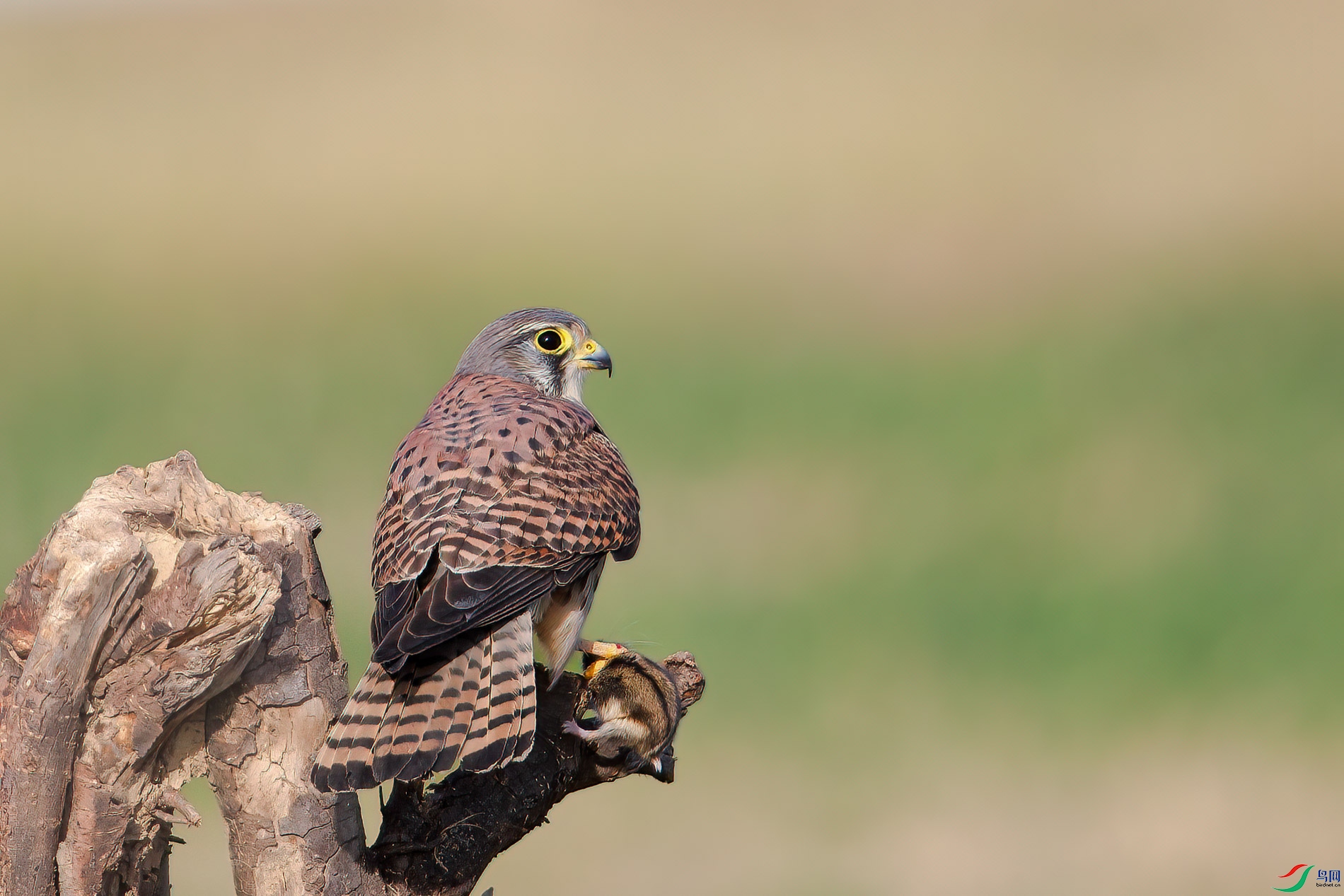 AQ4P1895-1.jpg