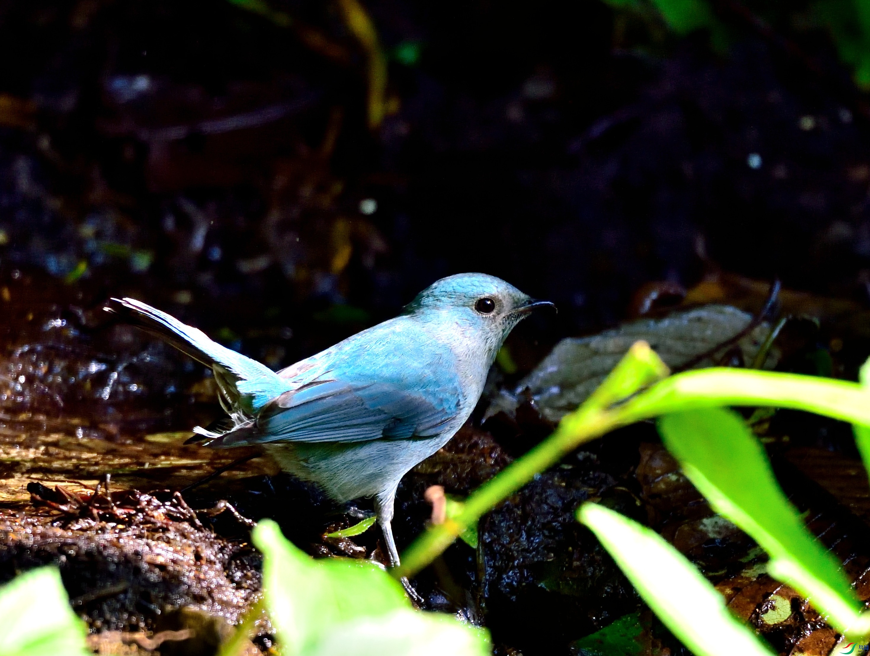 DSC_9960.JPG
