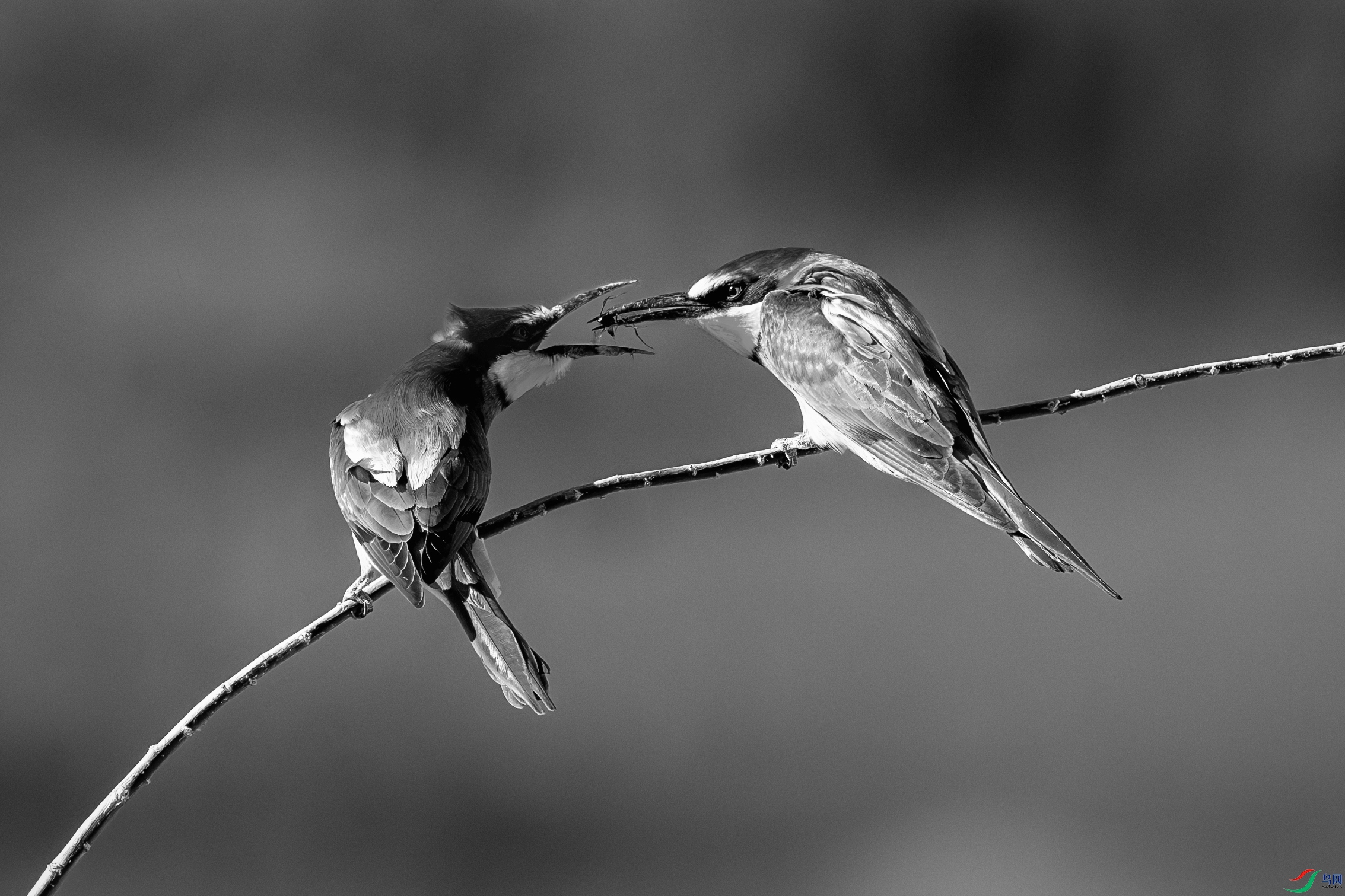 _DSC3819�ƺ��仢25-05-22A.jpg