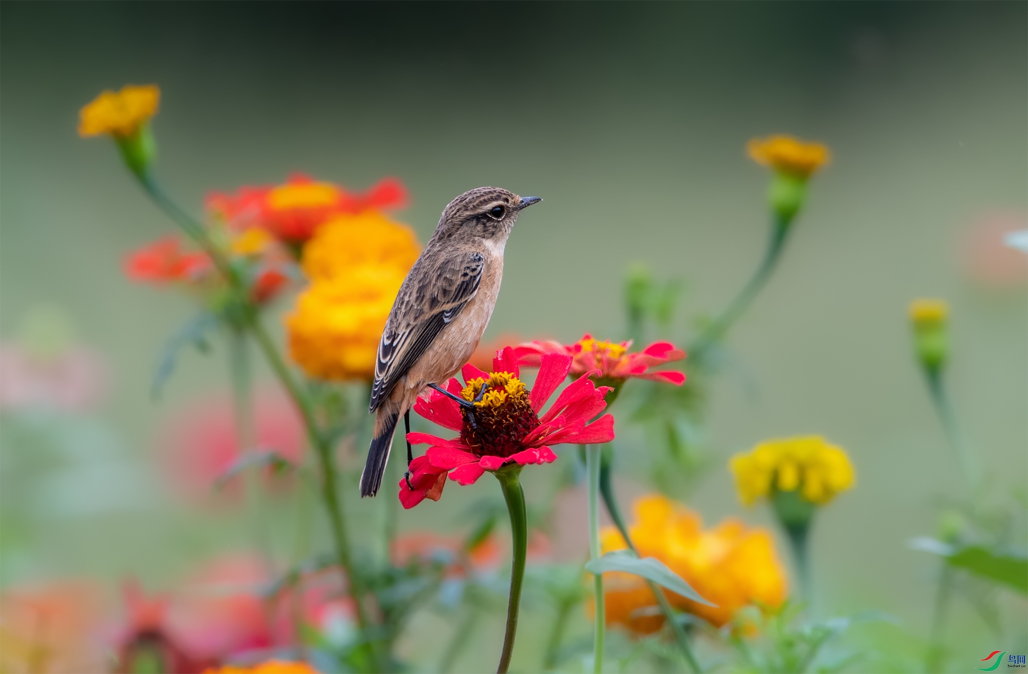 DSC_2916-2.jpg