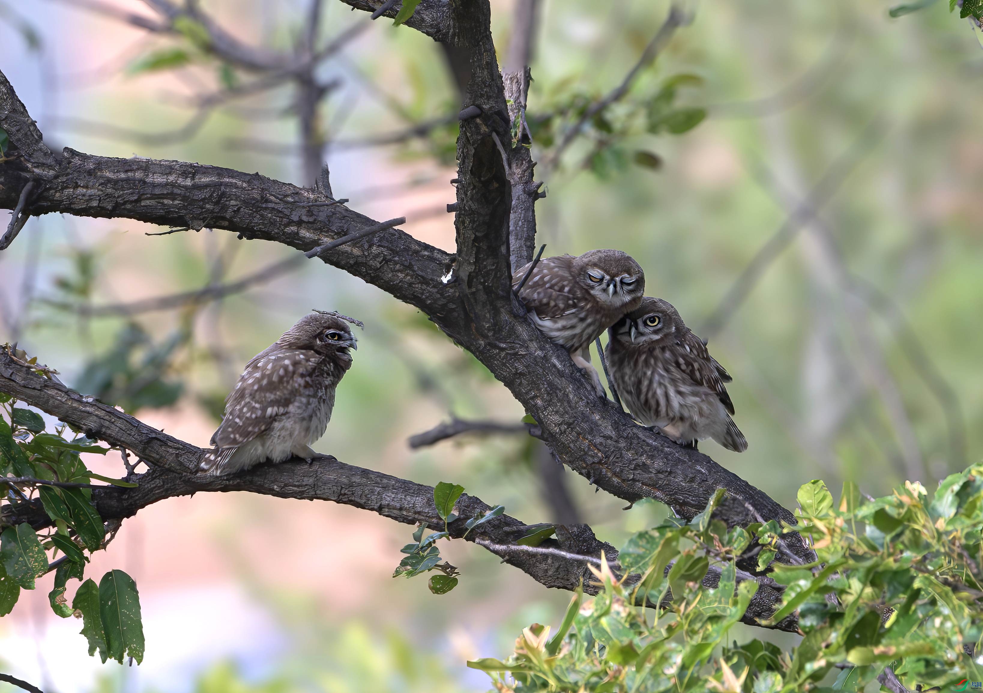 1DS_0873-����ǿ-NR ����_����.jpg