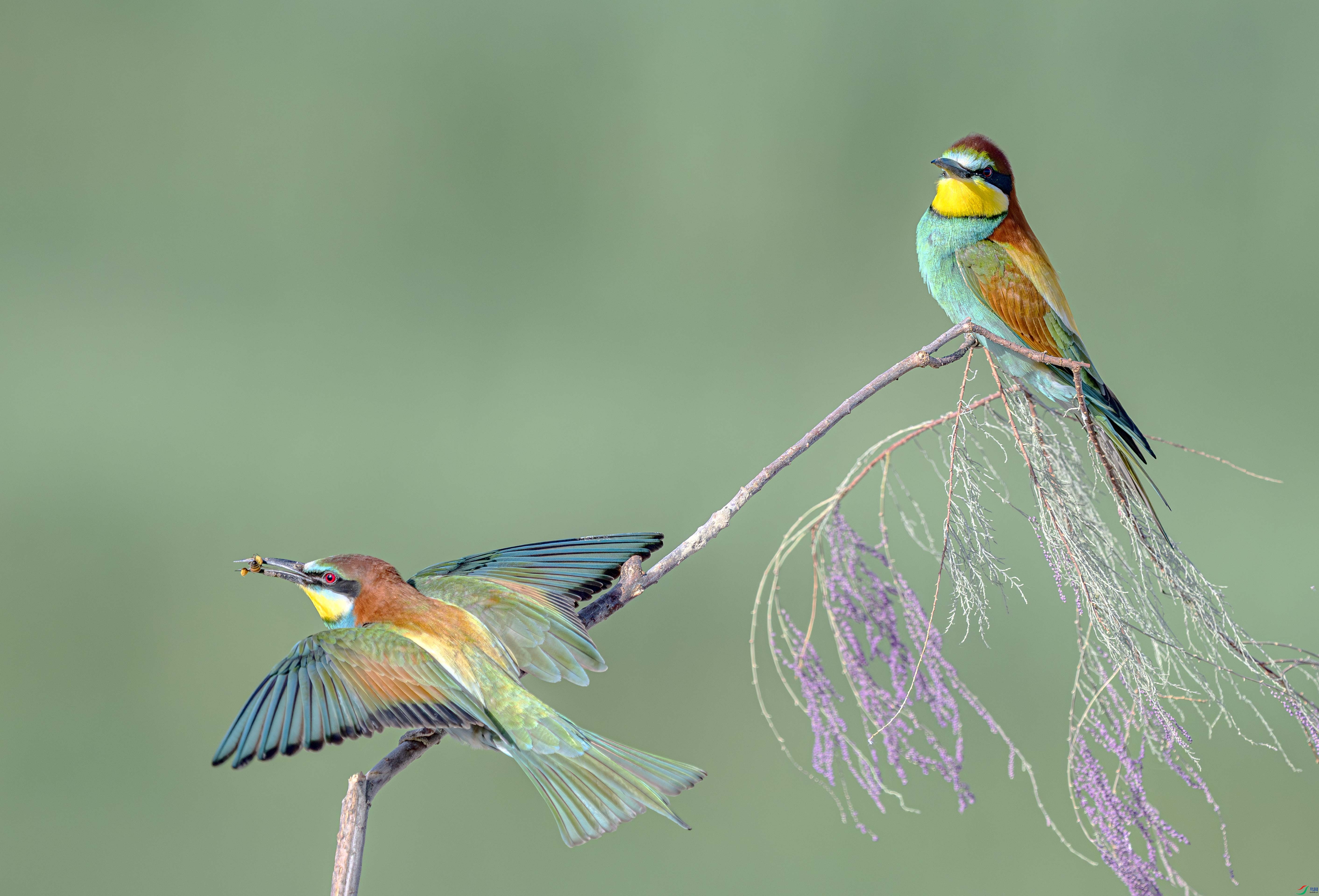 DSC_8319-����ǿ-NR ����.jpg