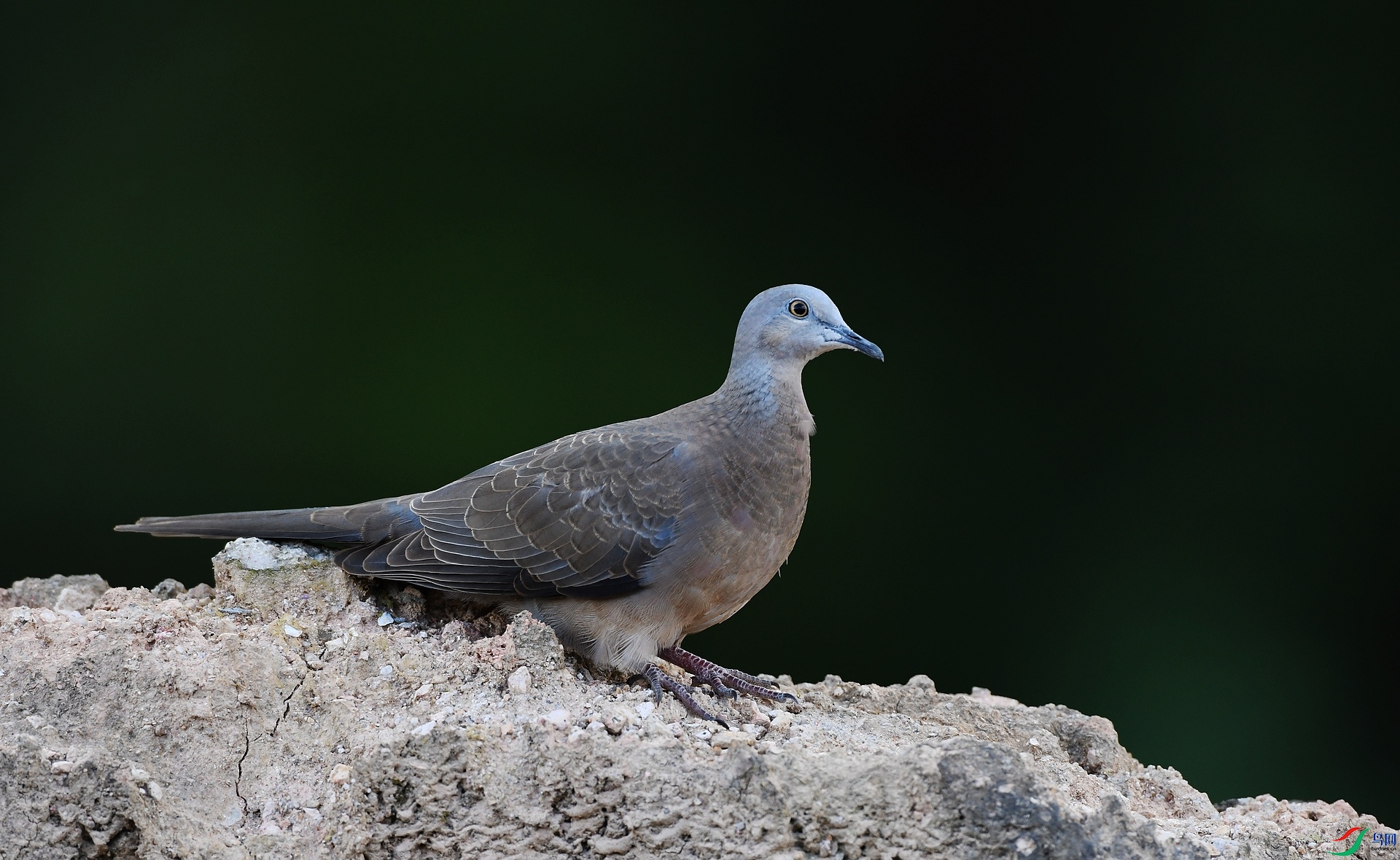 DSC_1304.jpg