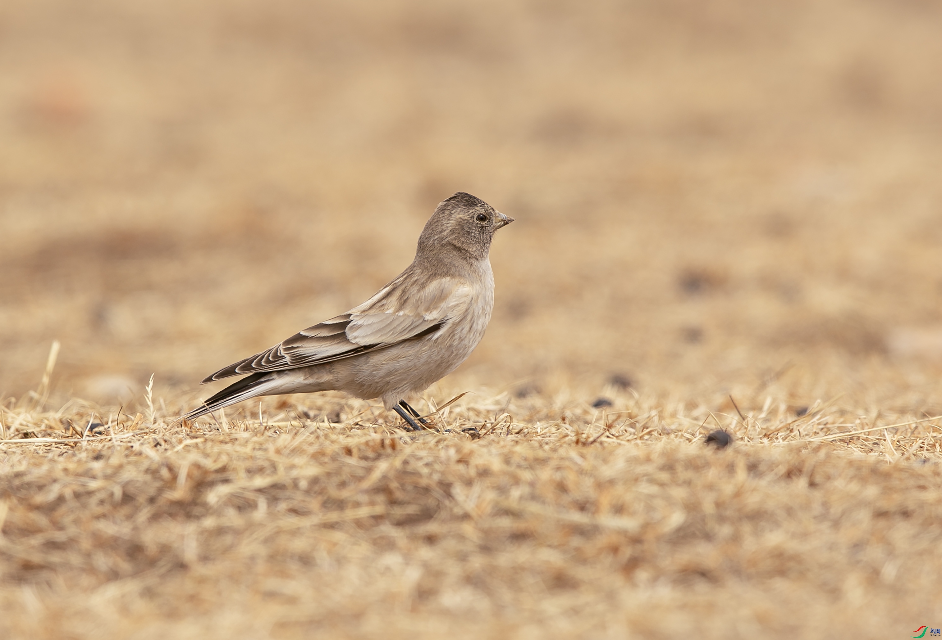 _39A7041 ����44444.jpg