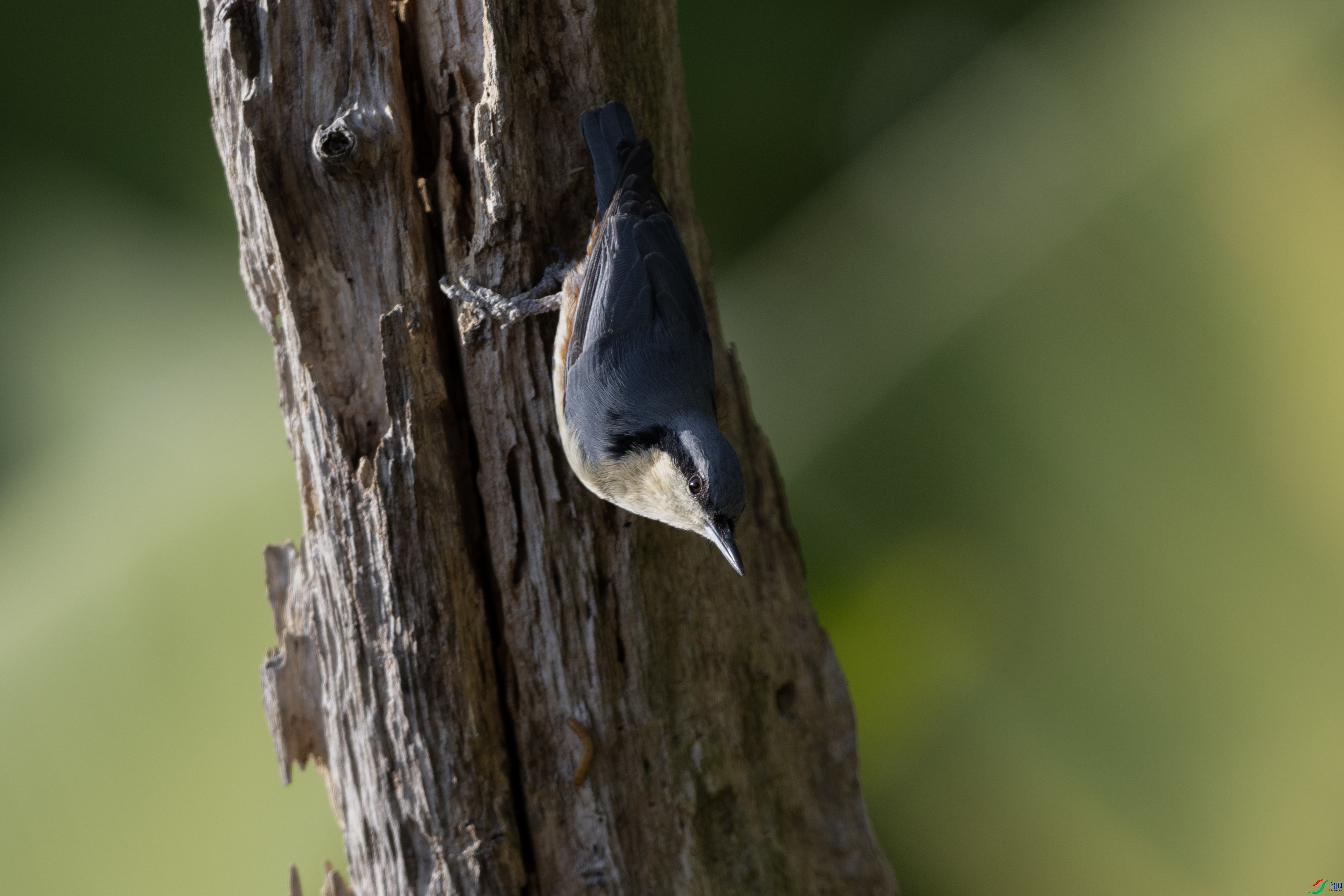 _O7A1802 ����.jpg