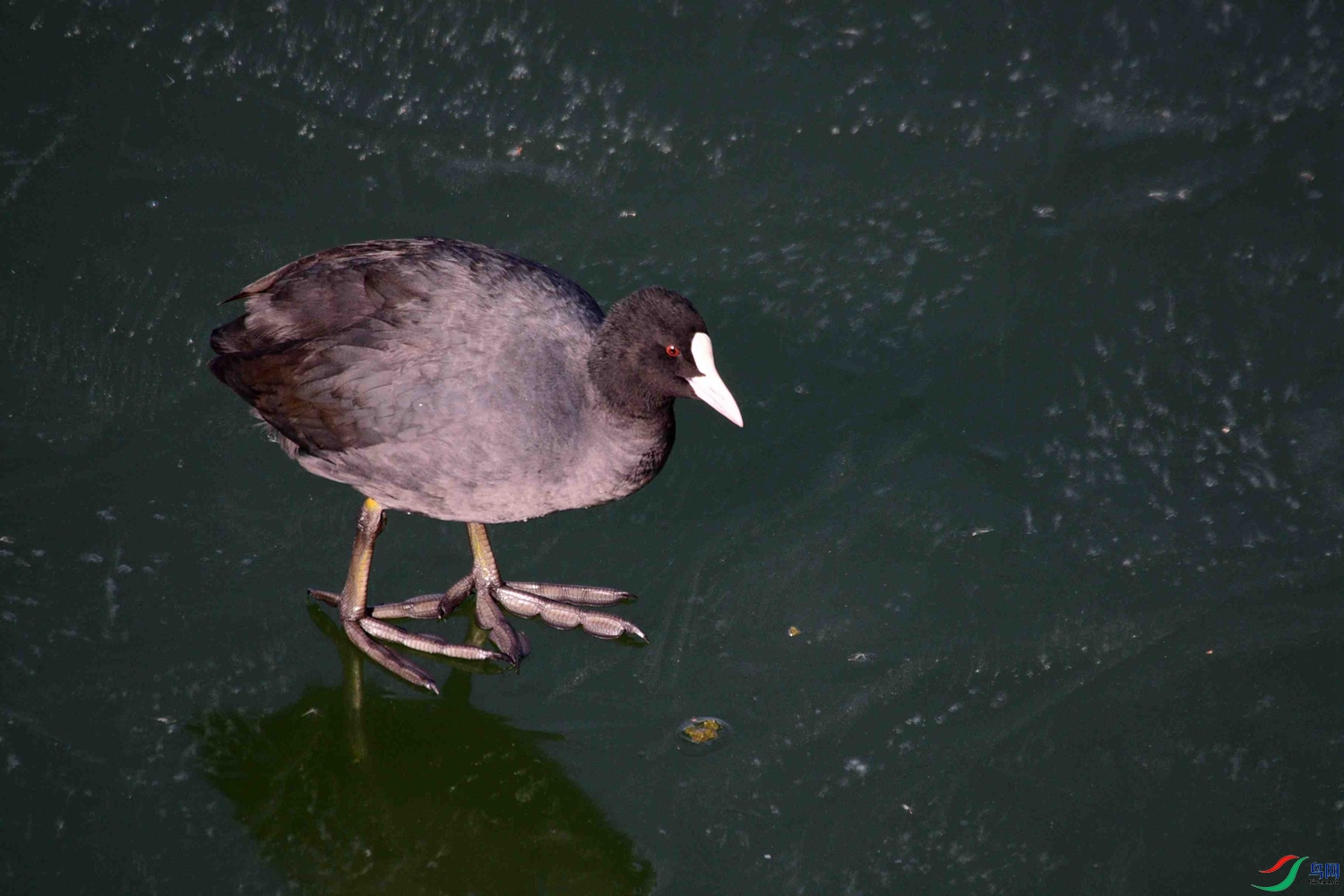 DSC_9587.JPG