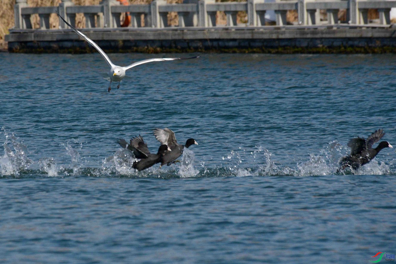 DSC_0974.JPG