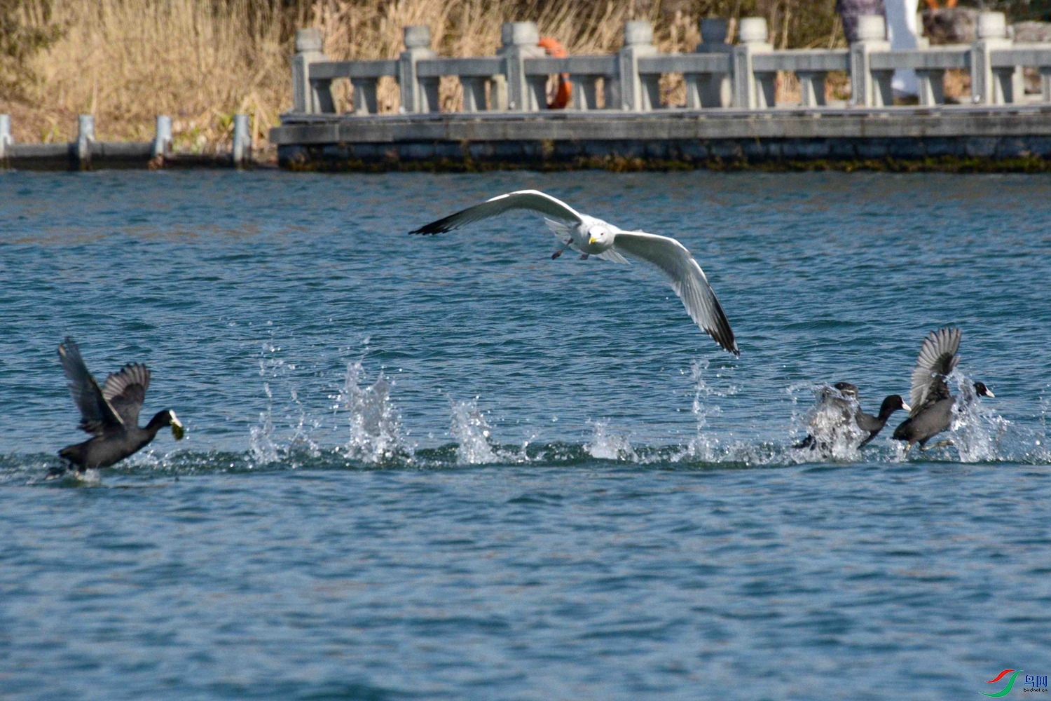 DSC_0975.JPG