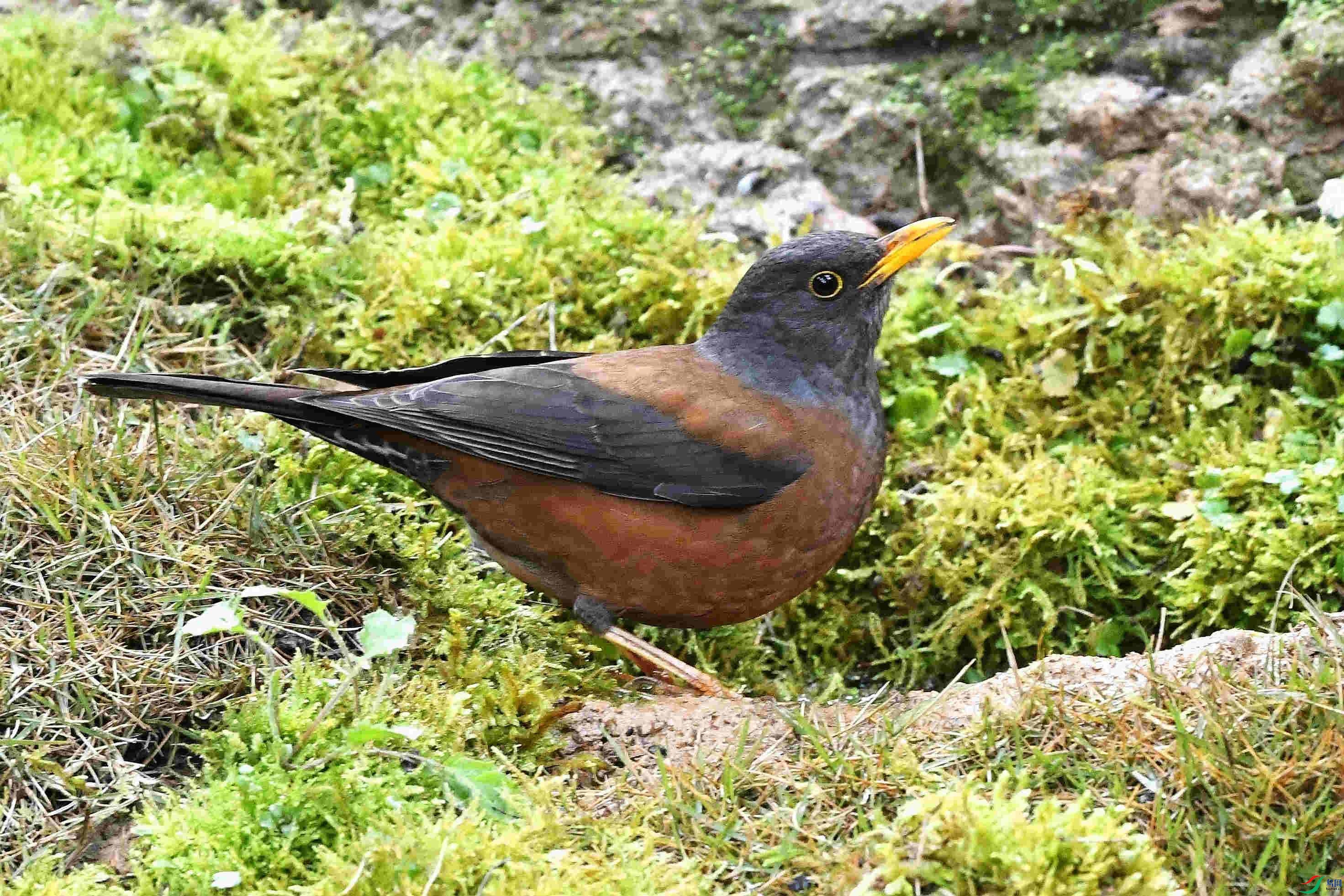 DSC_6327_����.jpg