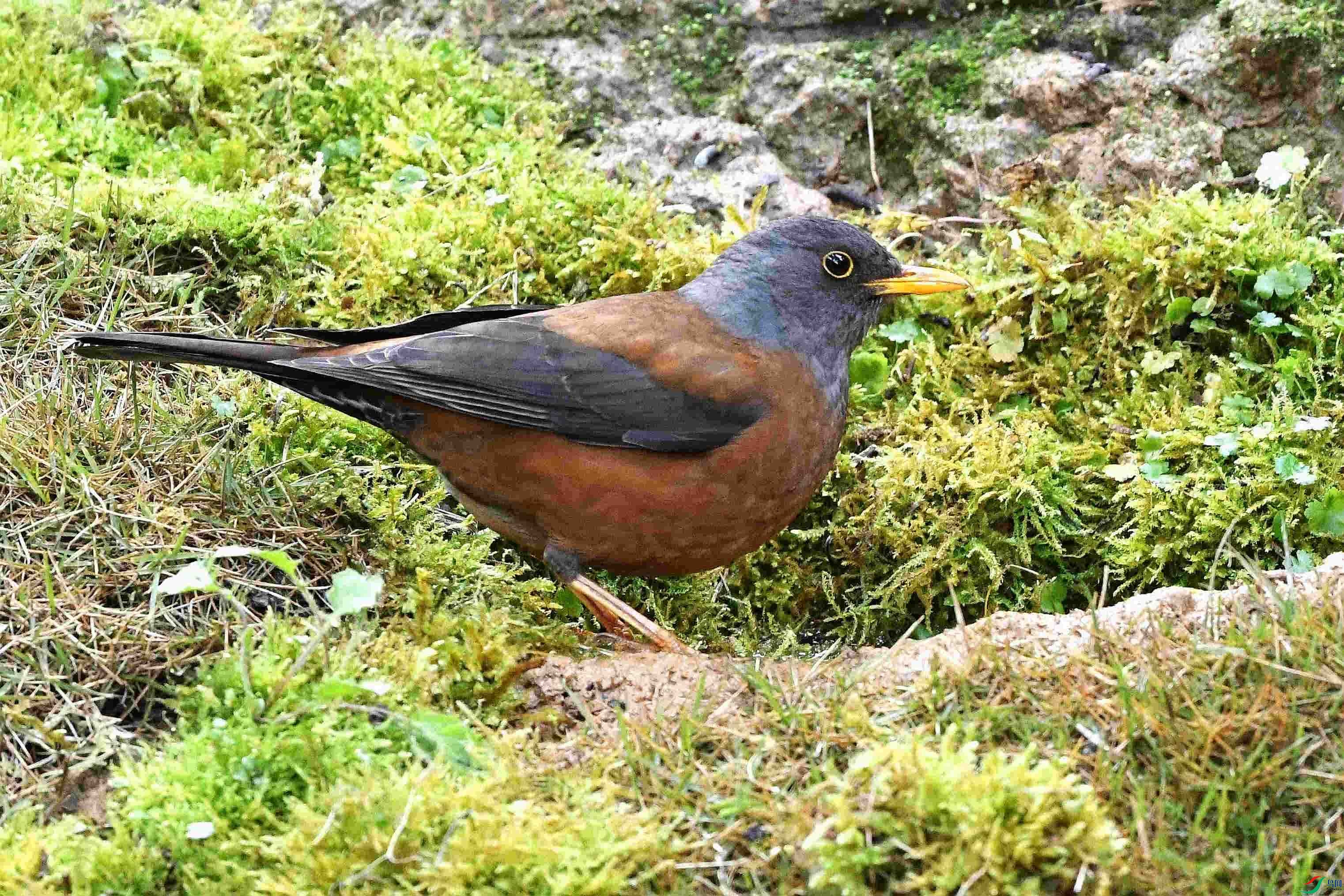 DSC_6340_����.jpg