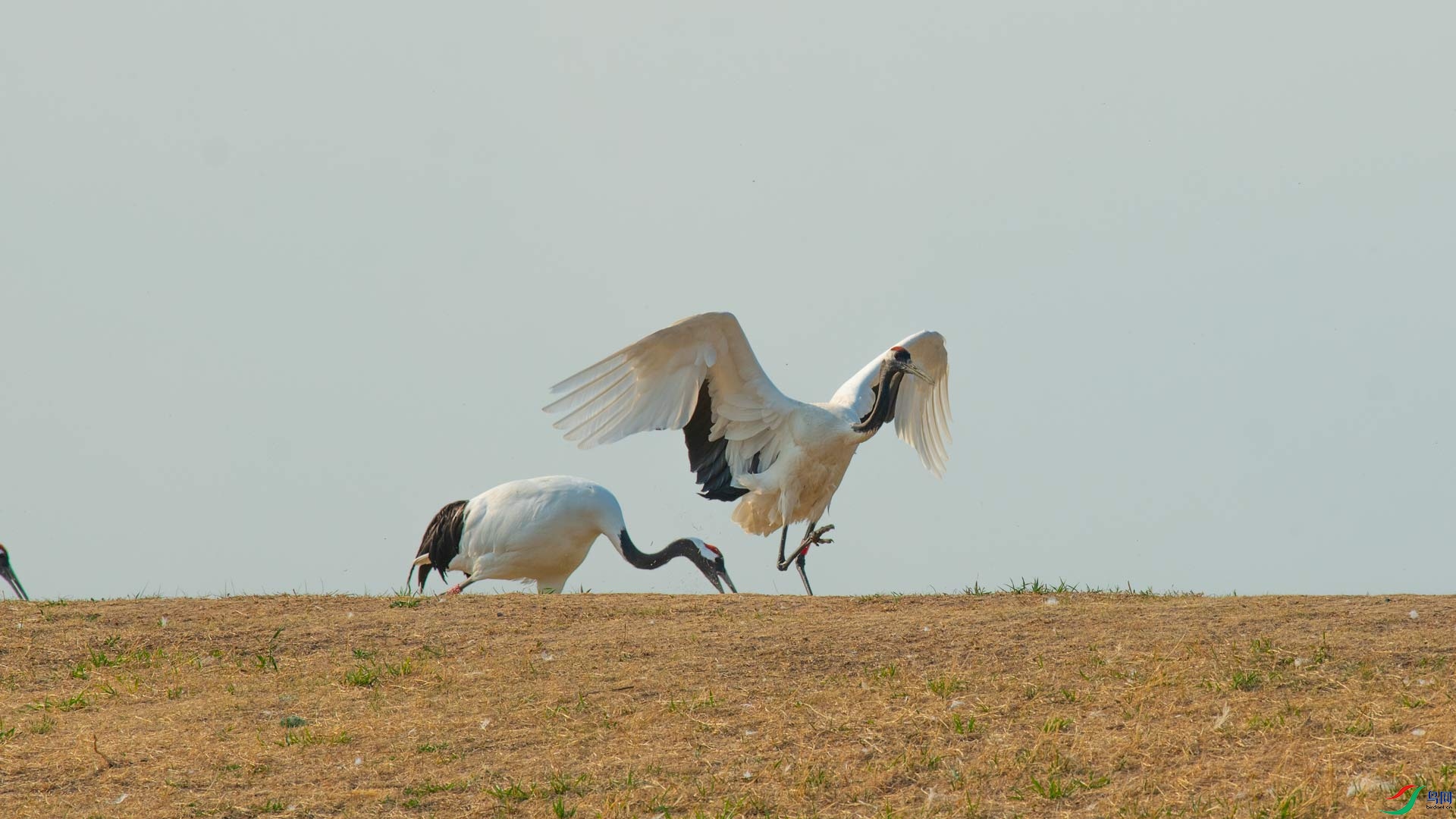 _DSC2966-1x1.jpg
