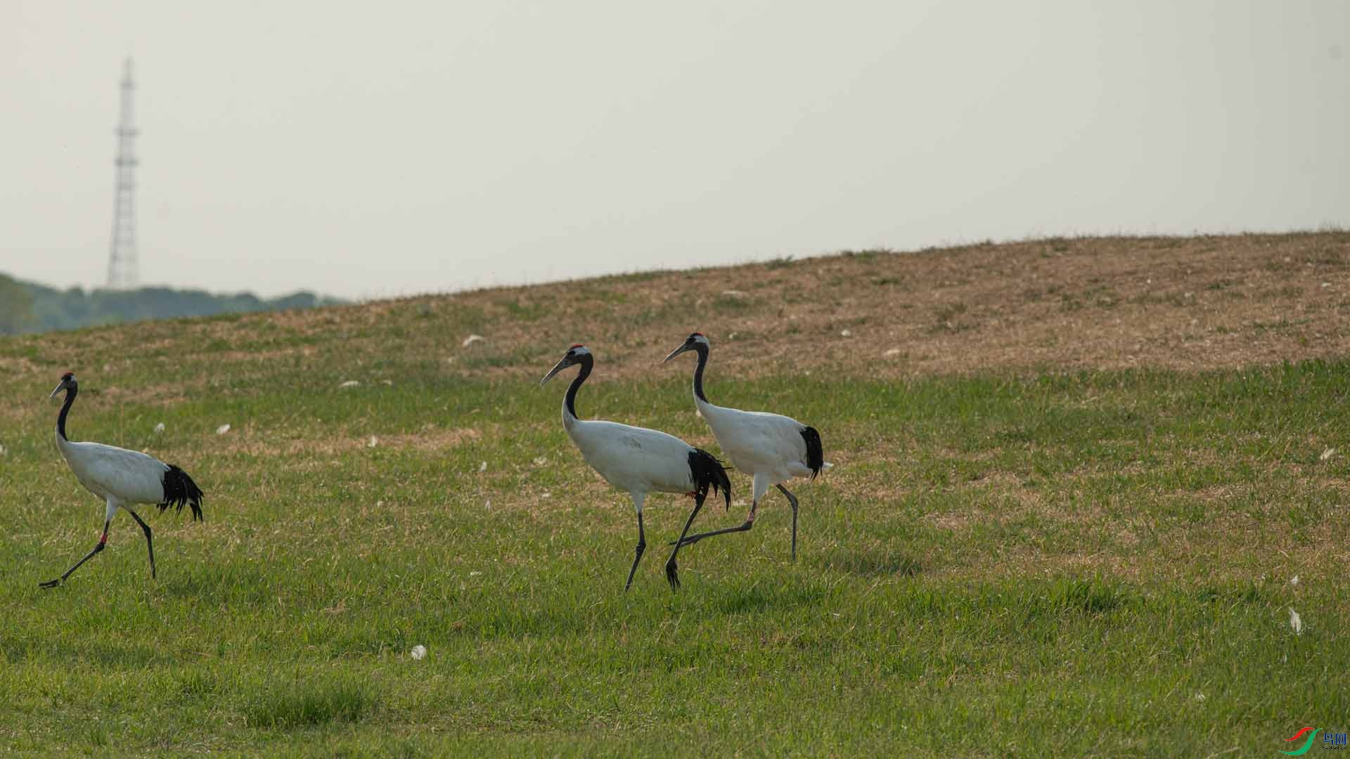 _DSC2983-1x8.jpg