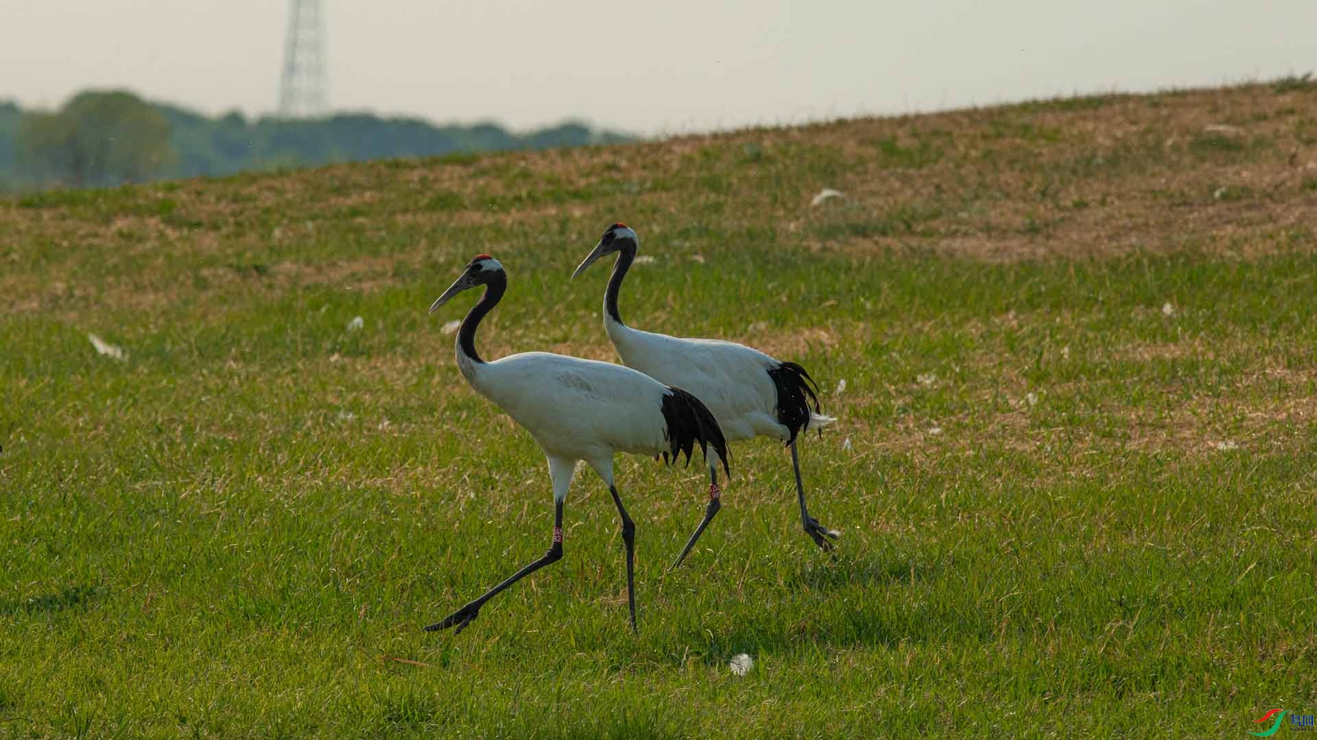 _DSC2987-1x12.jpg