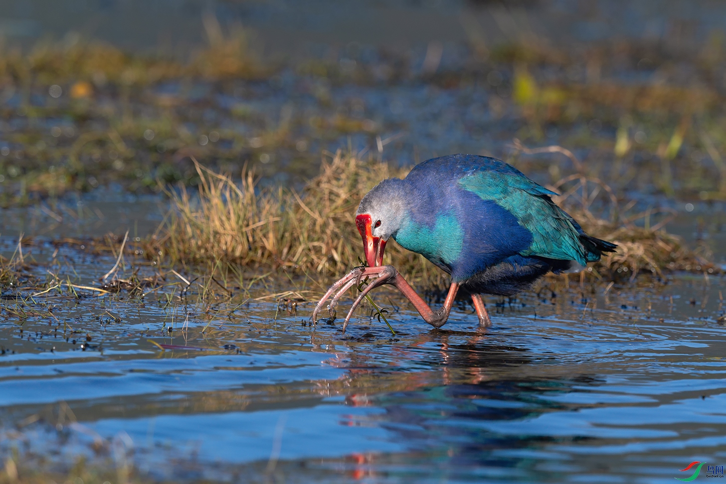 4DSC_8860_DxOa.jpg