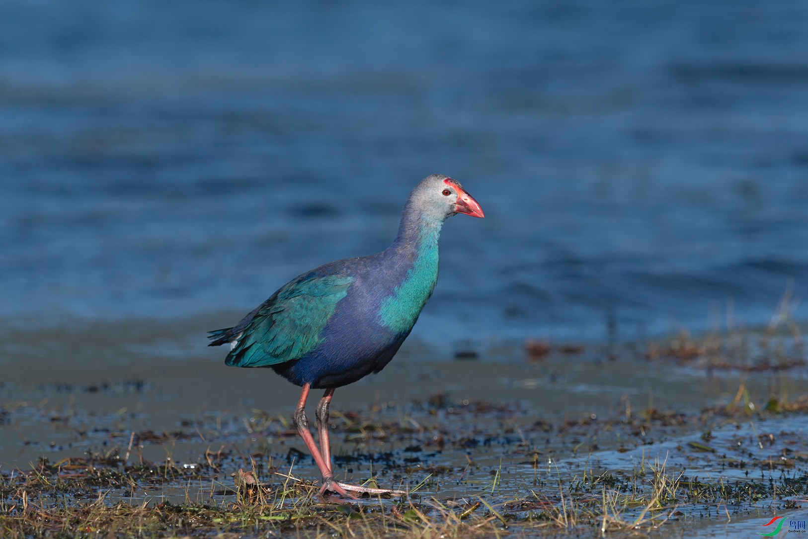 DSC_8779_DxOa.jpg