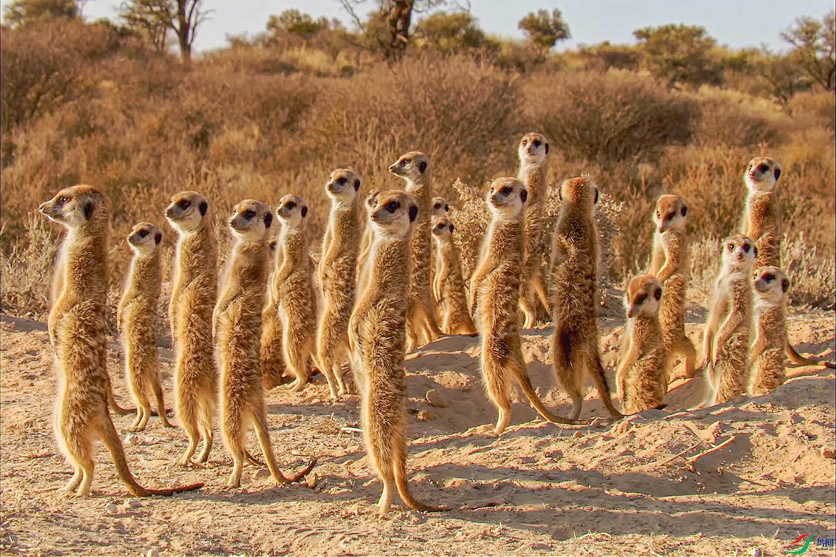 ���޲�ԭ�ϵ��ڱ�- è��.jpg