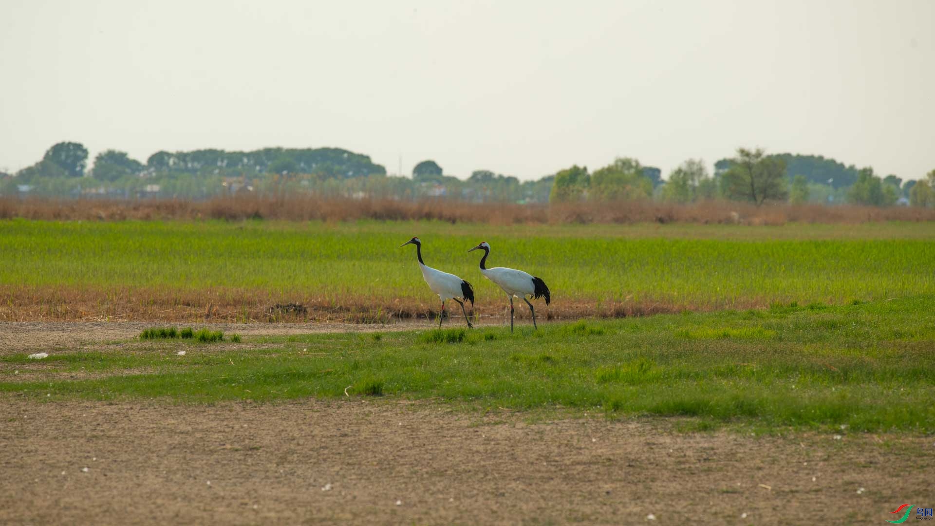 _DSC3006-1x12.jpg