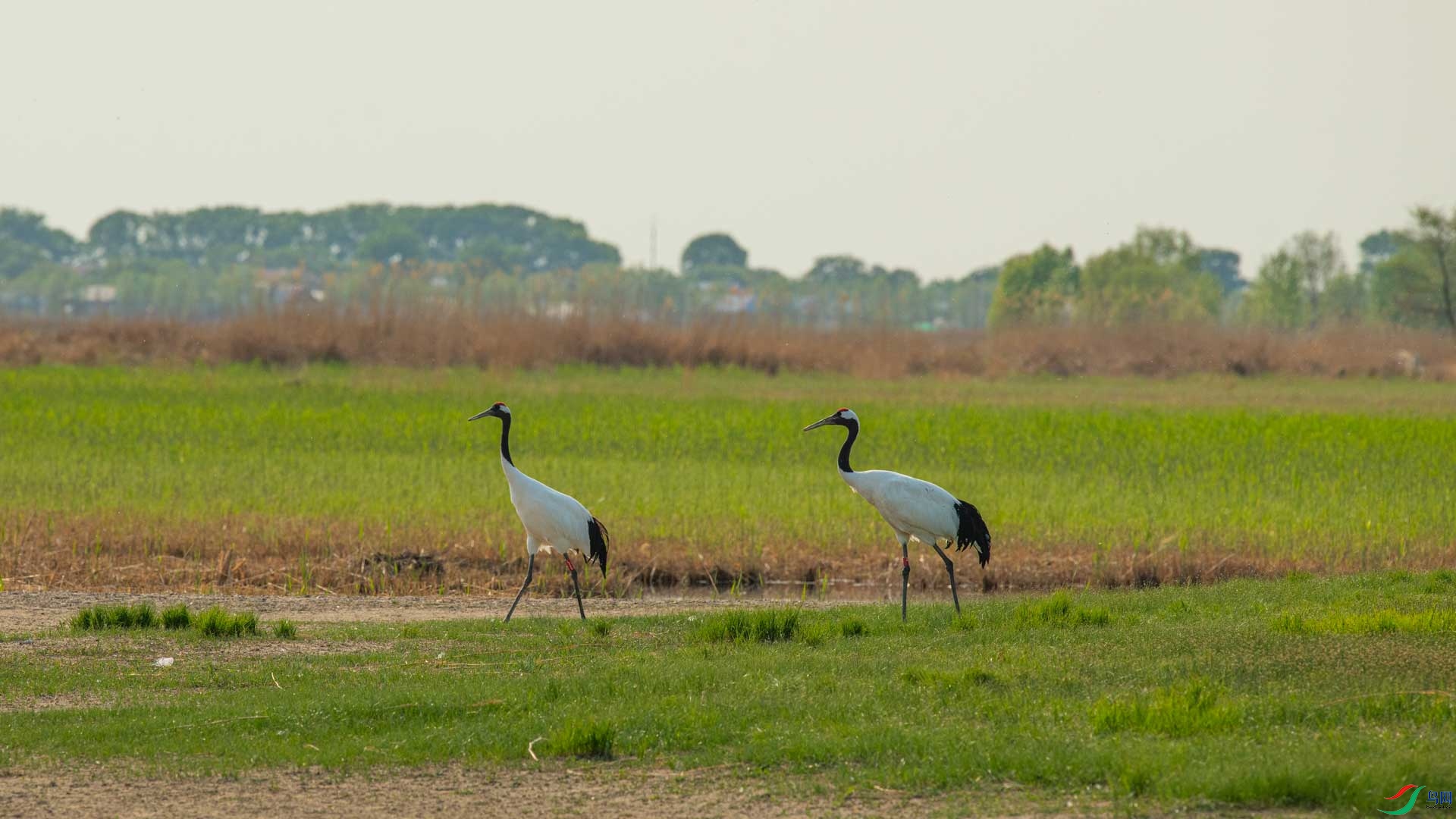 _DSC3008-1x14.jpg