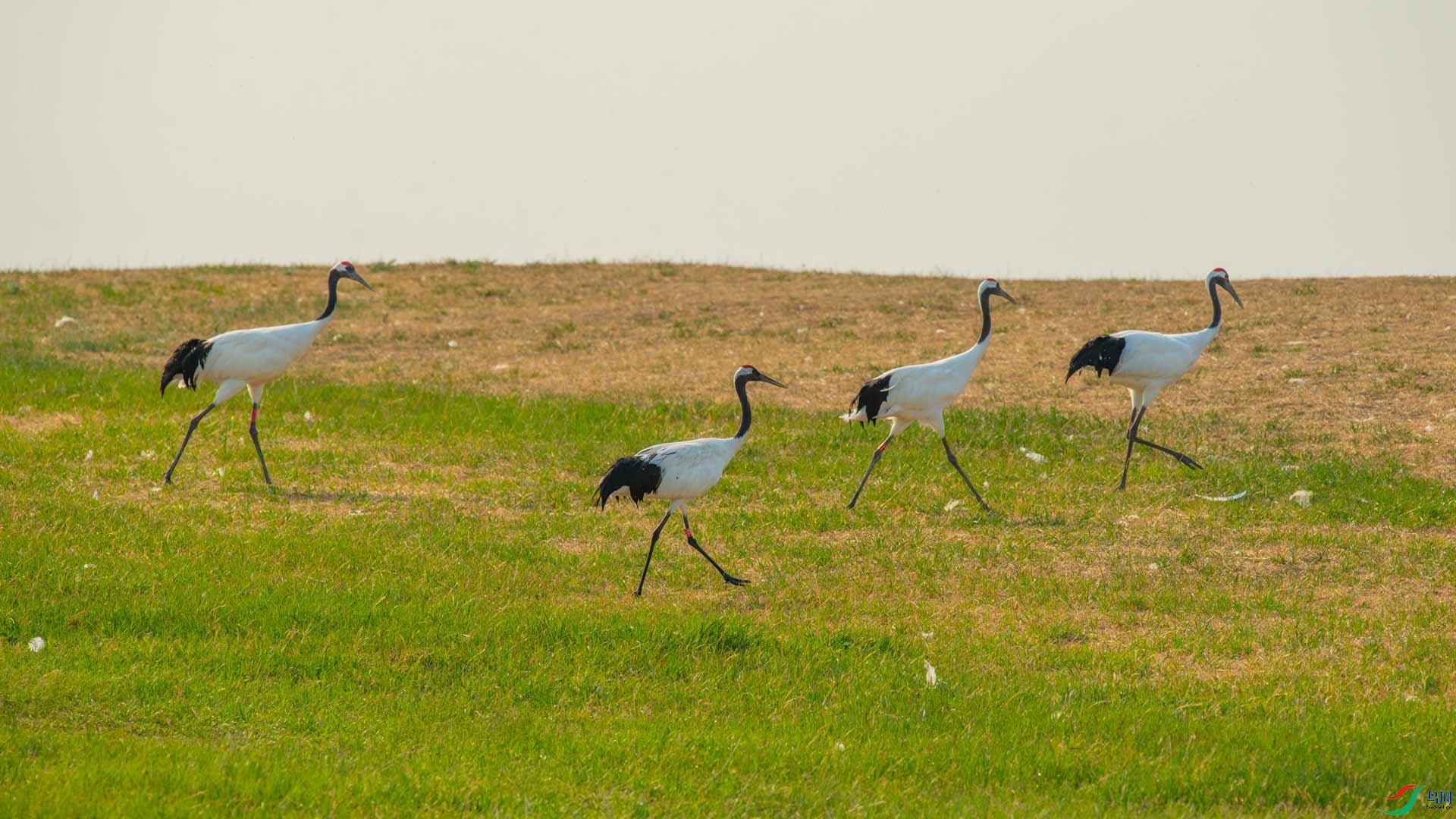 _DSC3014-1x18.jpg