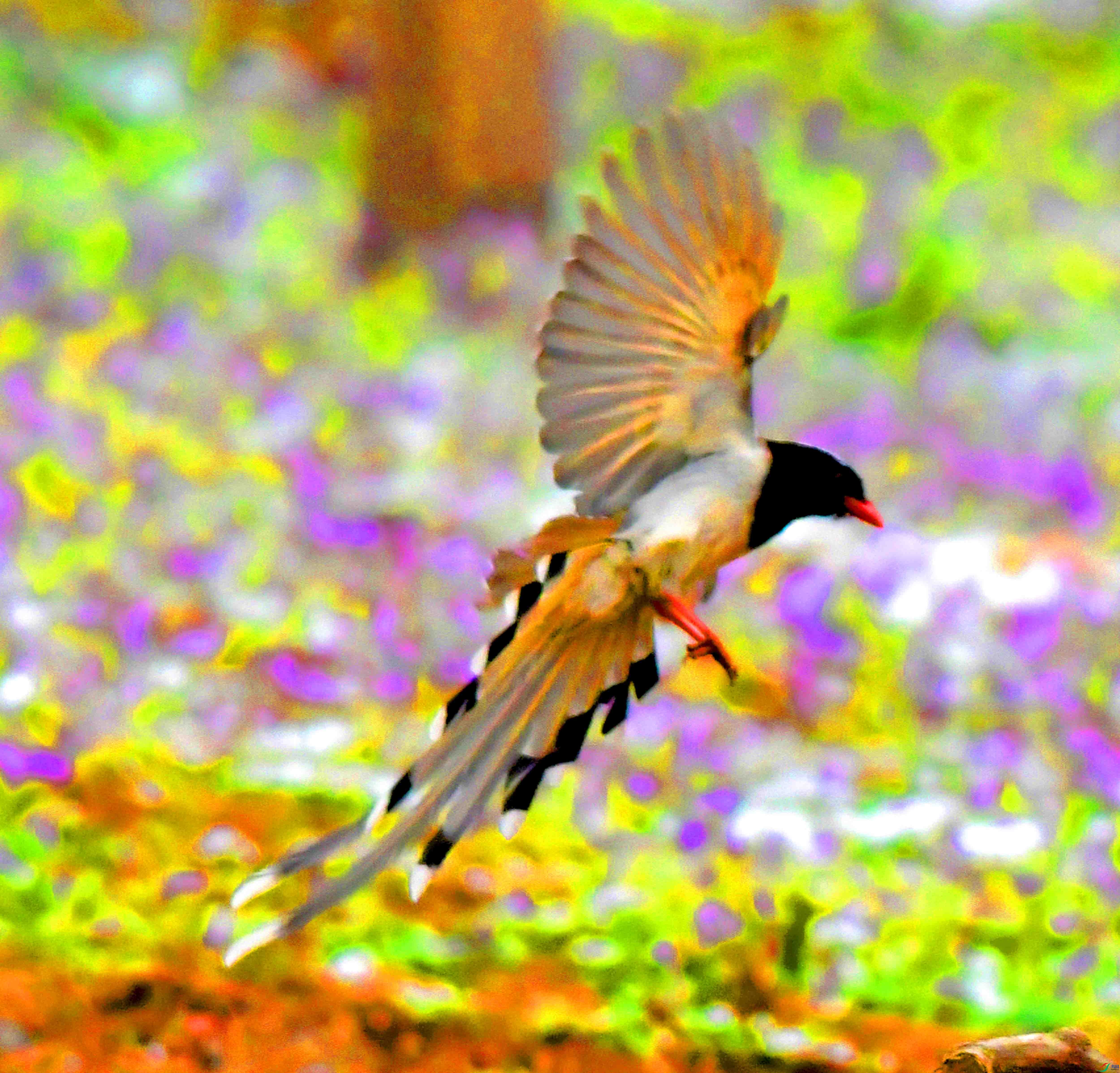 Copy2_DSC_3484.JPG
