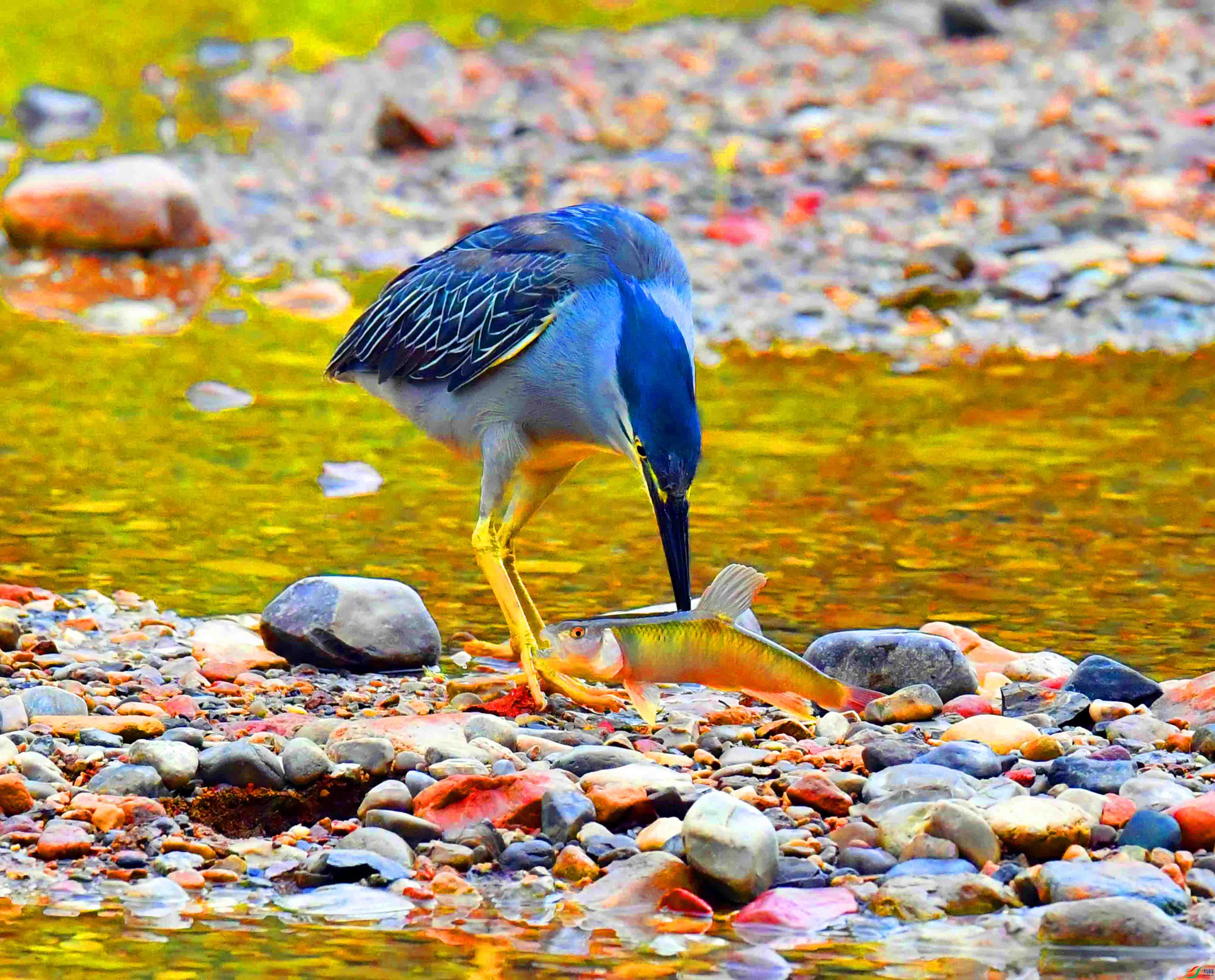 DSC_0654.JPG
