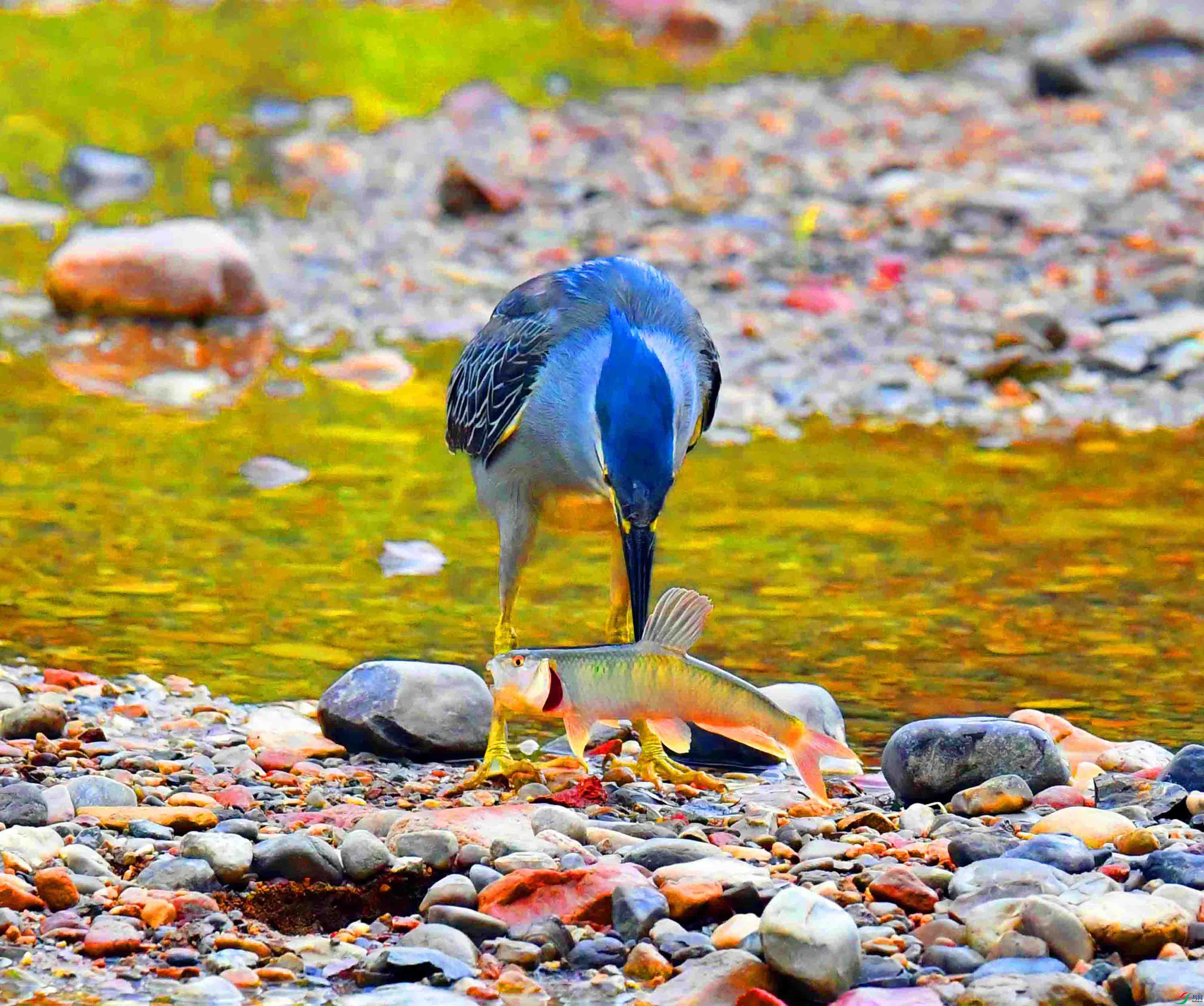 DSC_0656.JPG