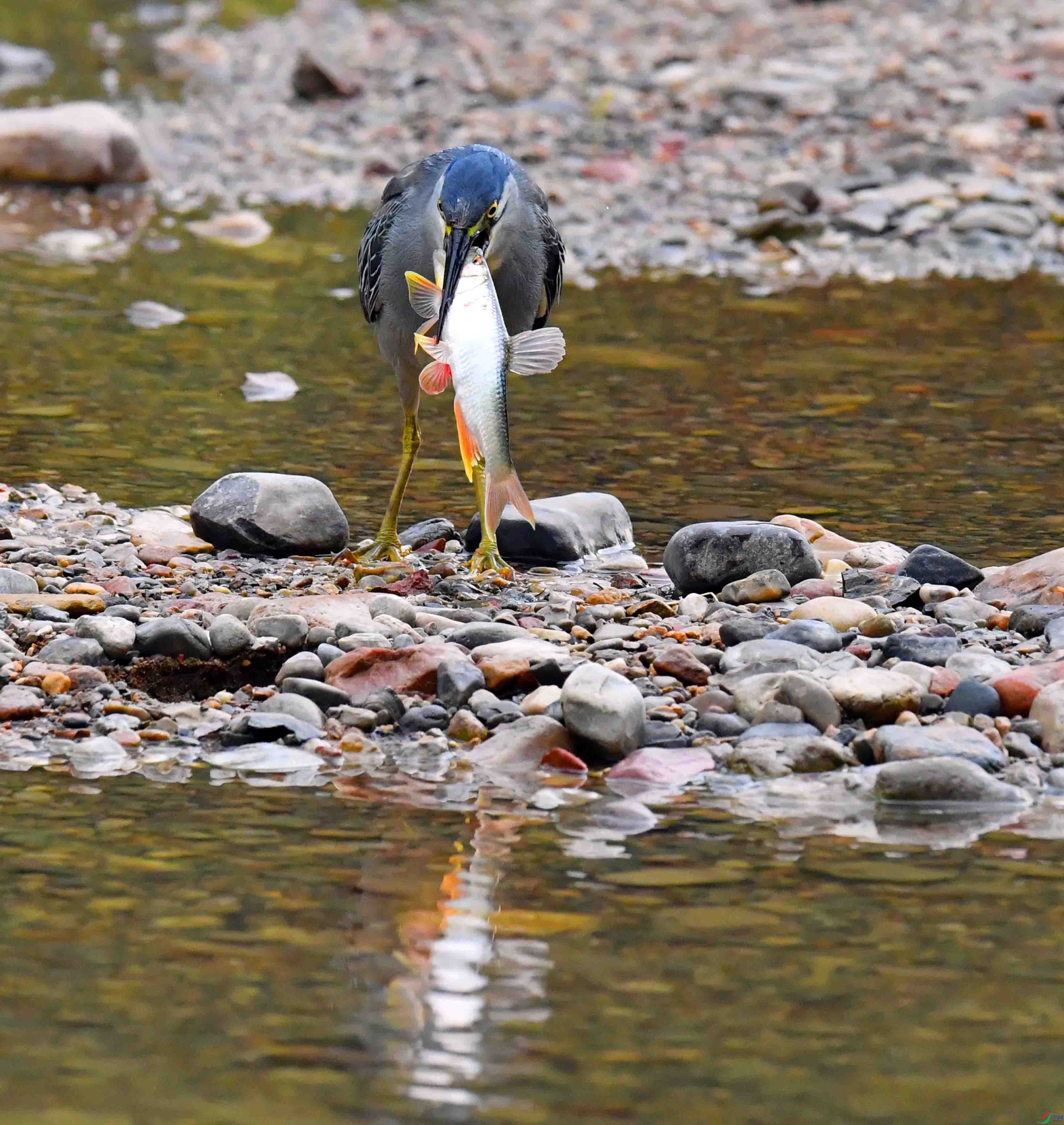 DSC_0668.JPG