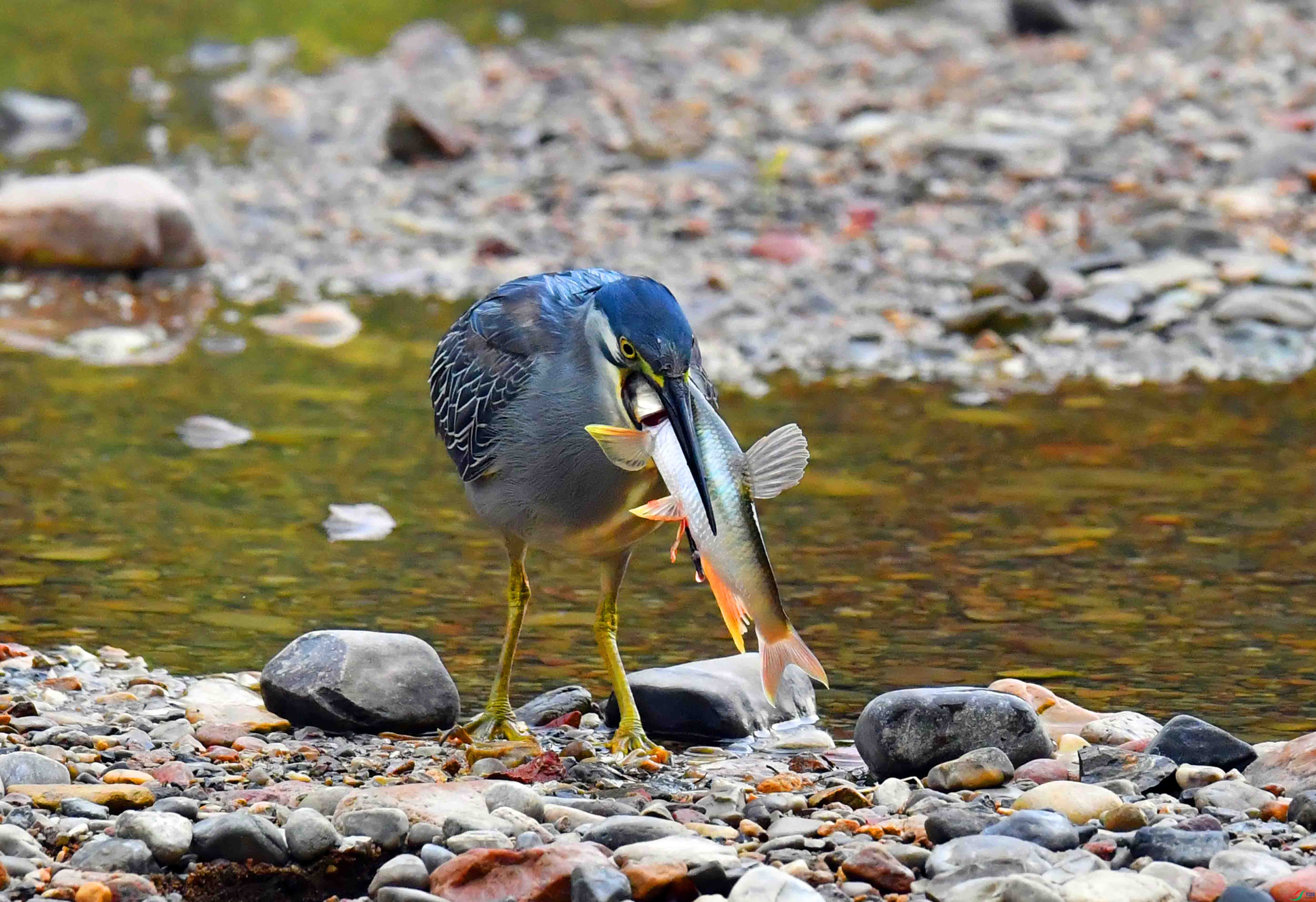 DSC_0679.JPG