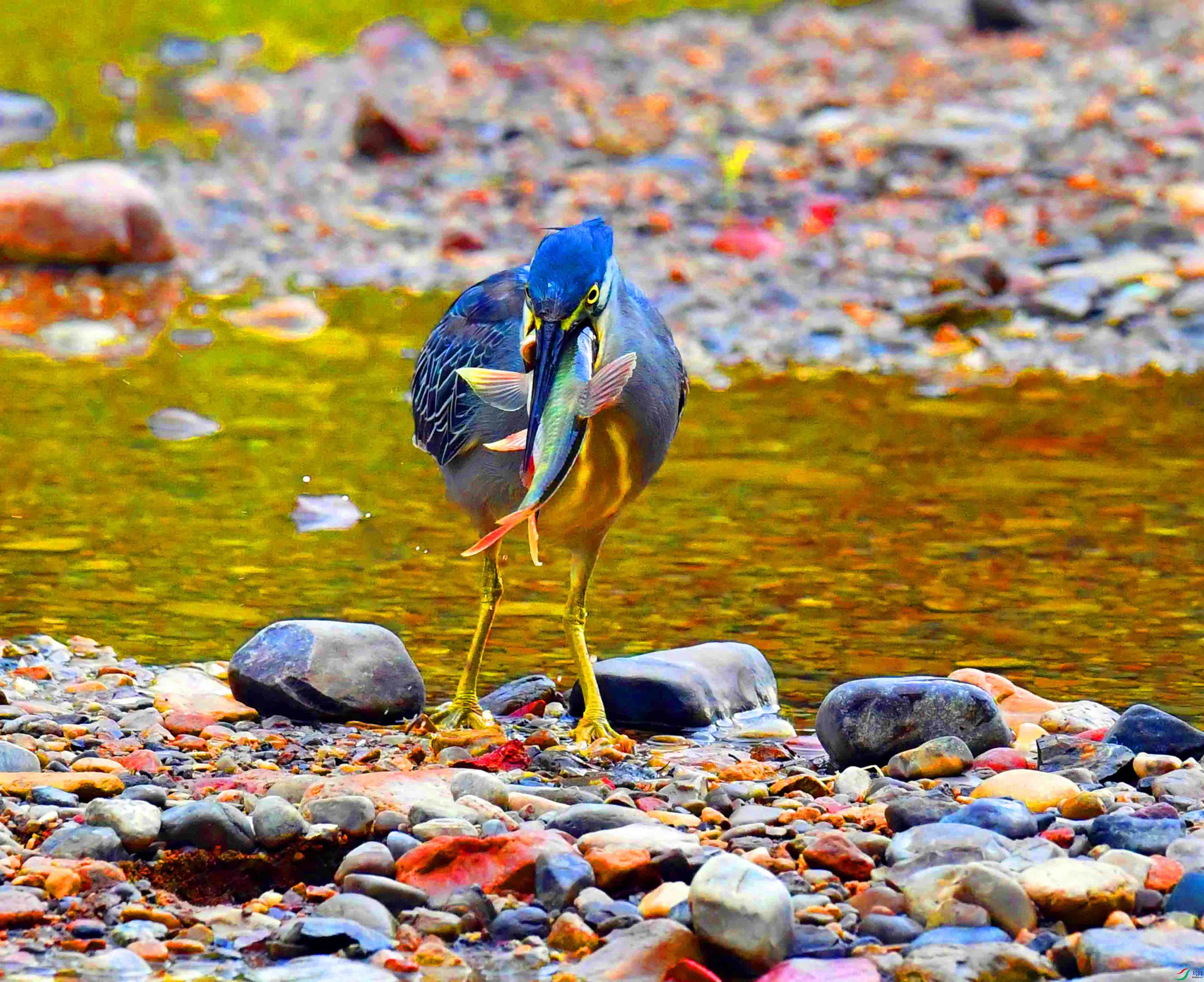 DSC_0681.JPG
