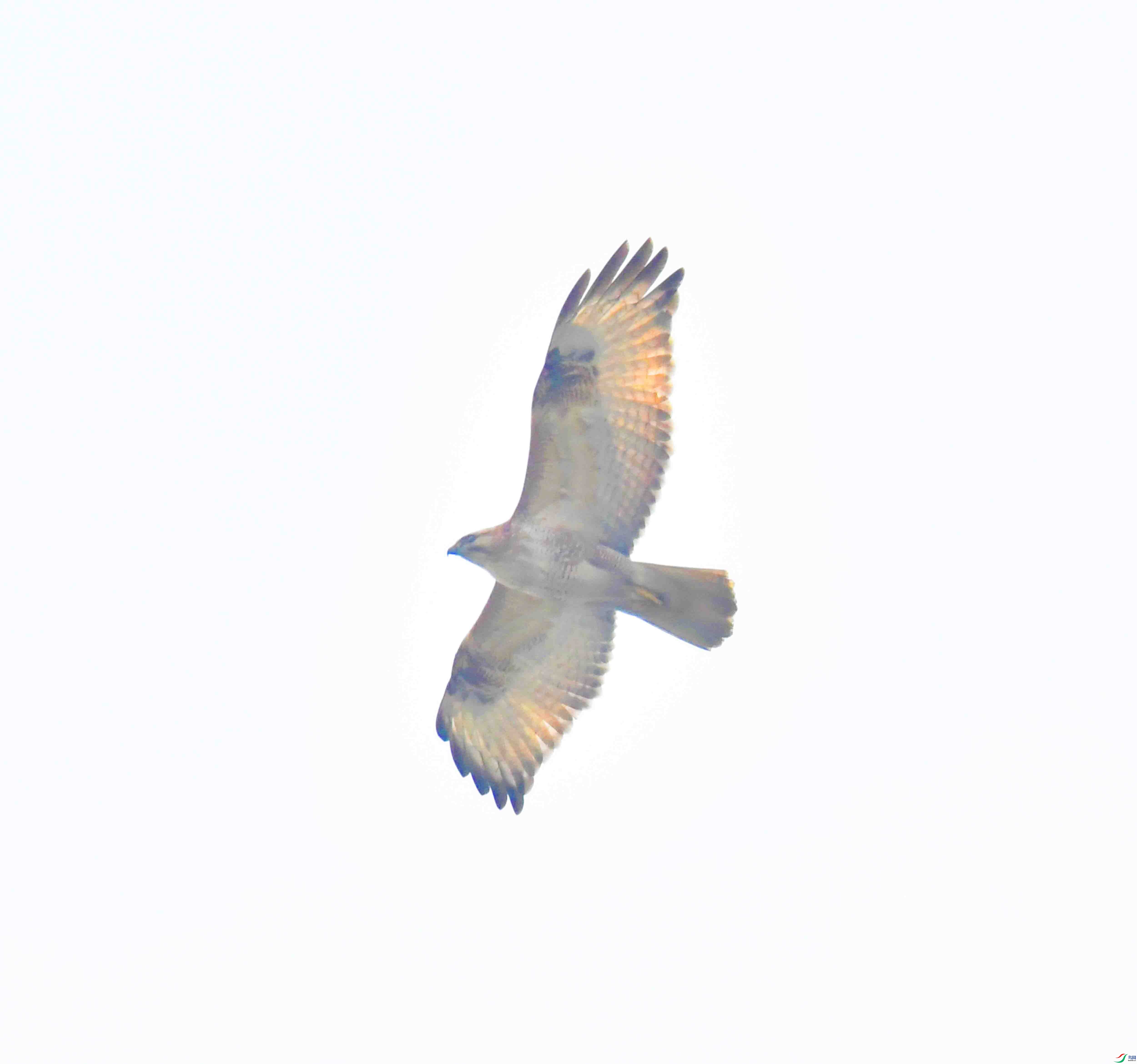 DSC_1426.JPG