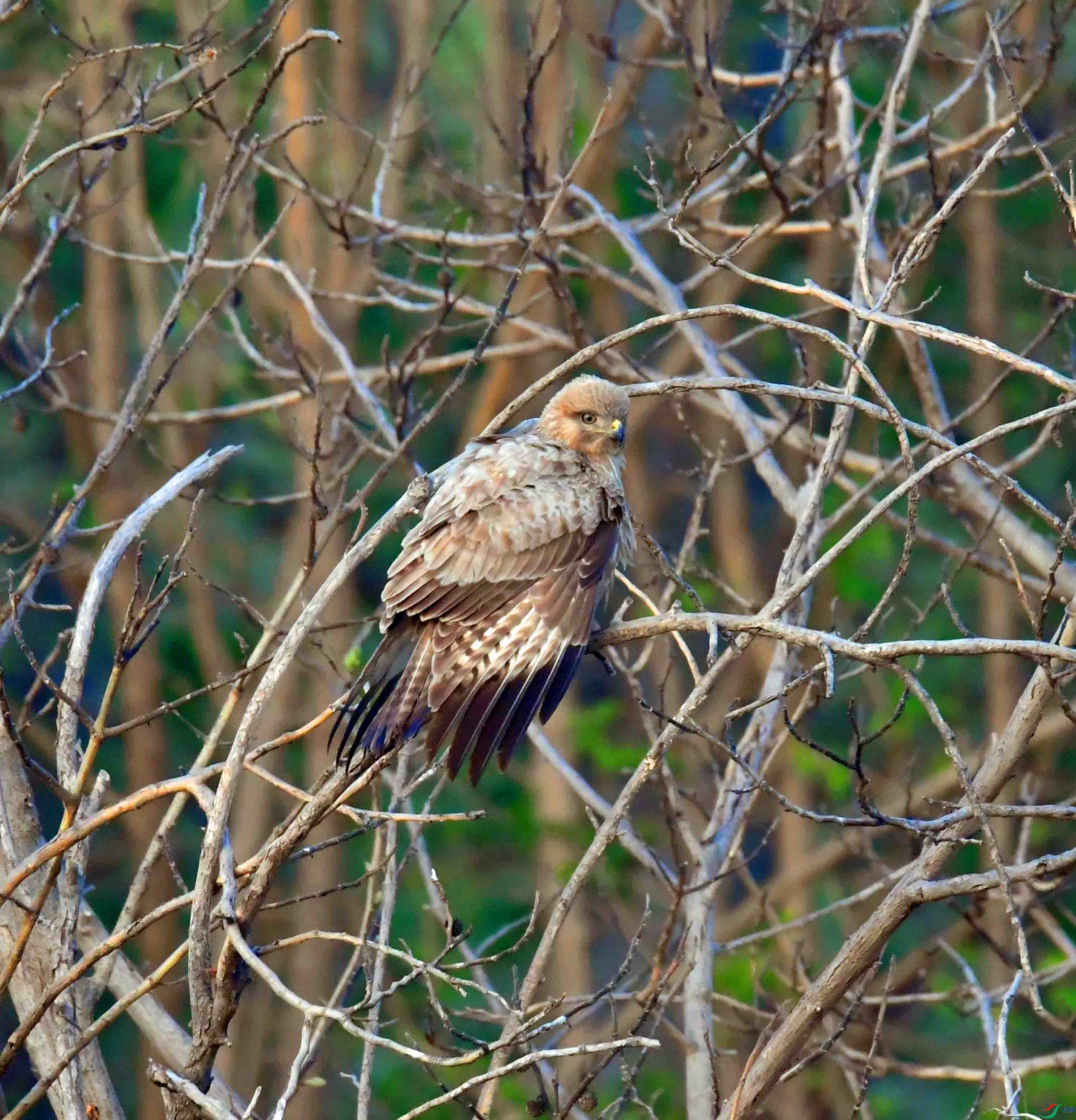DSC_2626.JPG