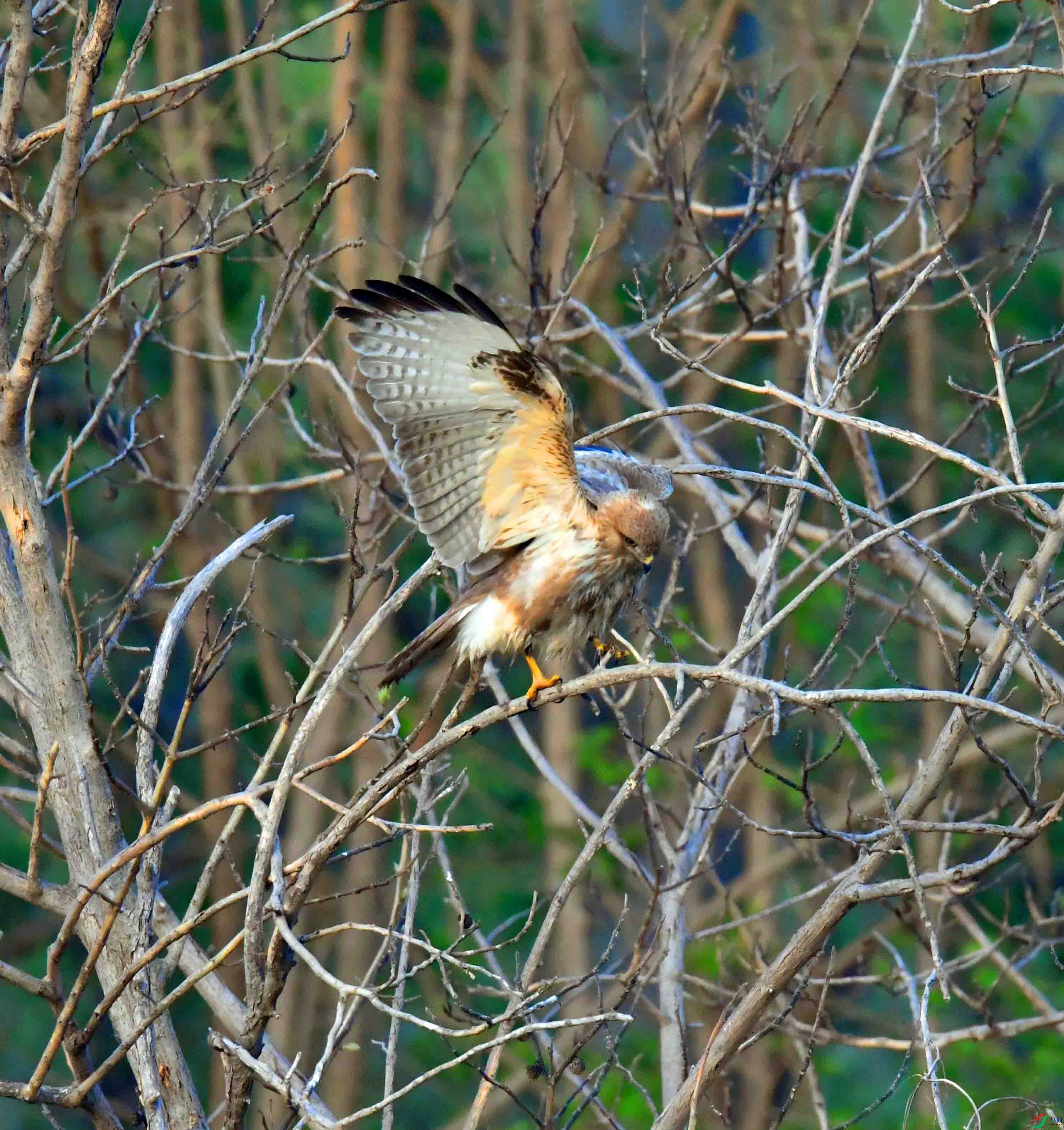 DSC_2648.JPG