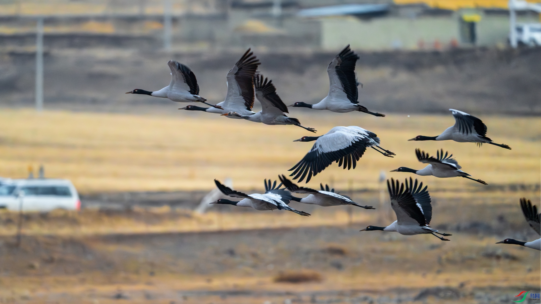 DSC_1550-����ǿ-NR ����01.jpg