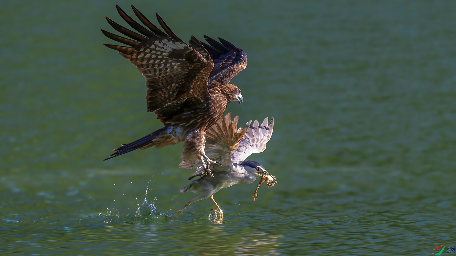 DSC_5773-����ǿ-NR.jpg