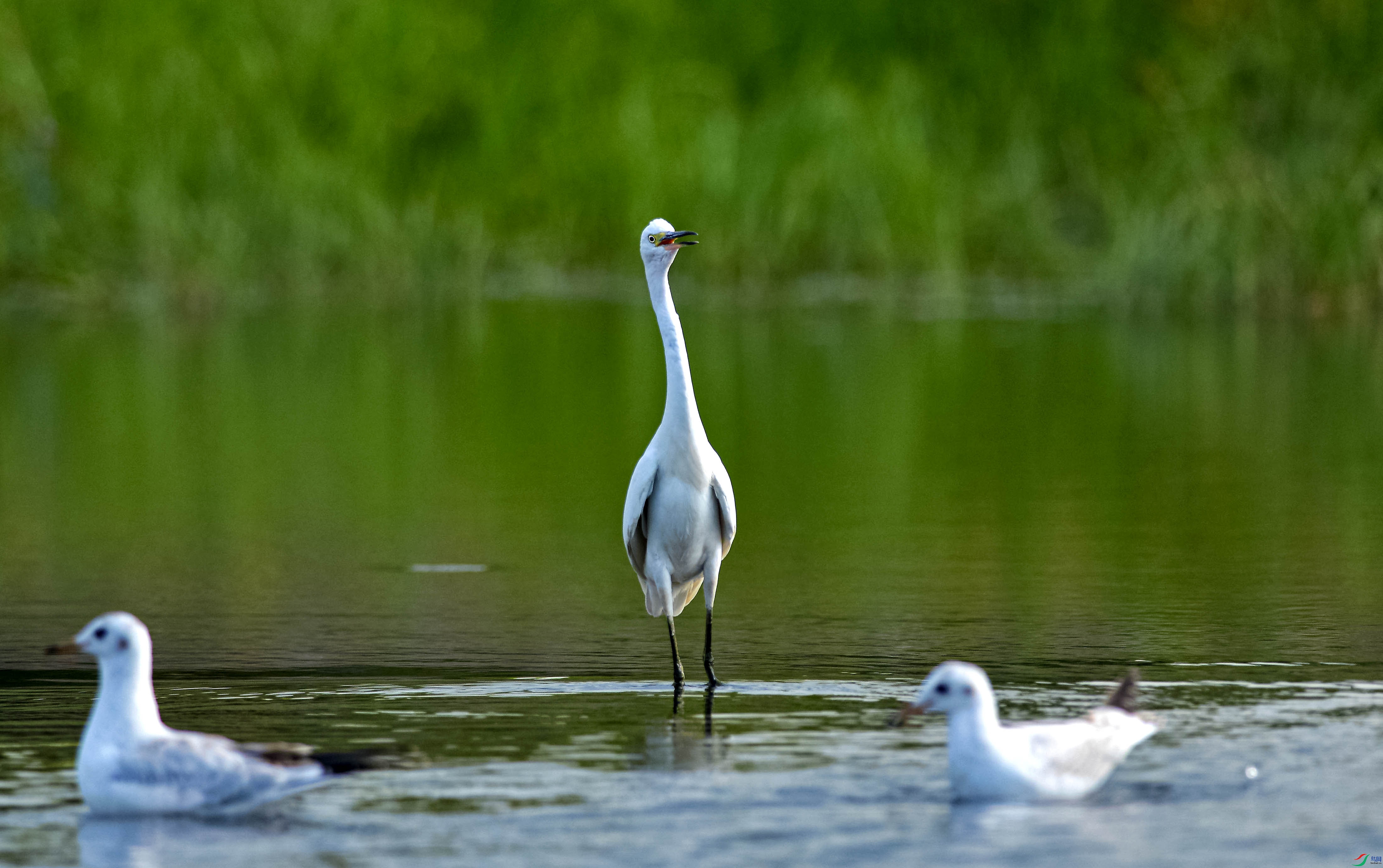 DSC_7097.jpg