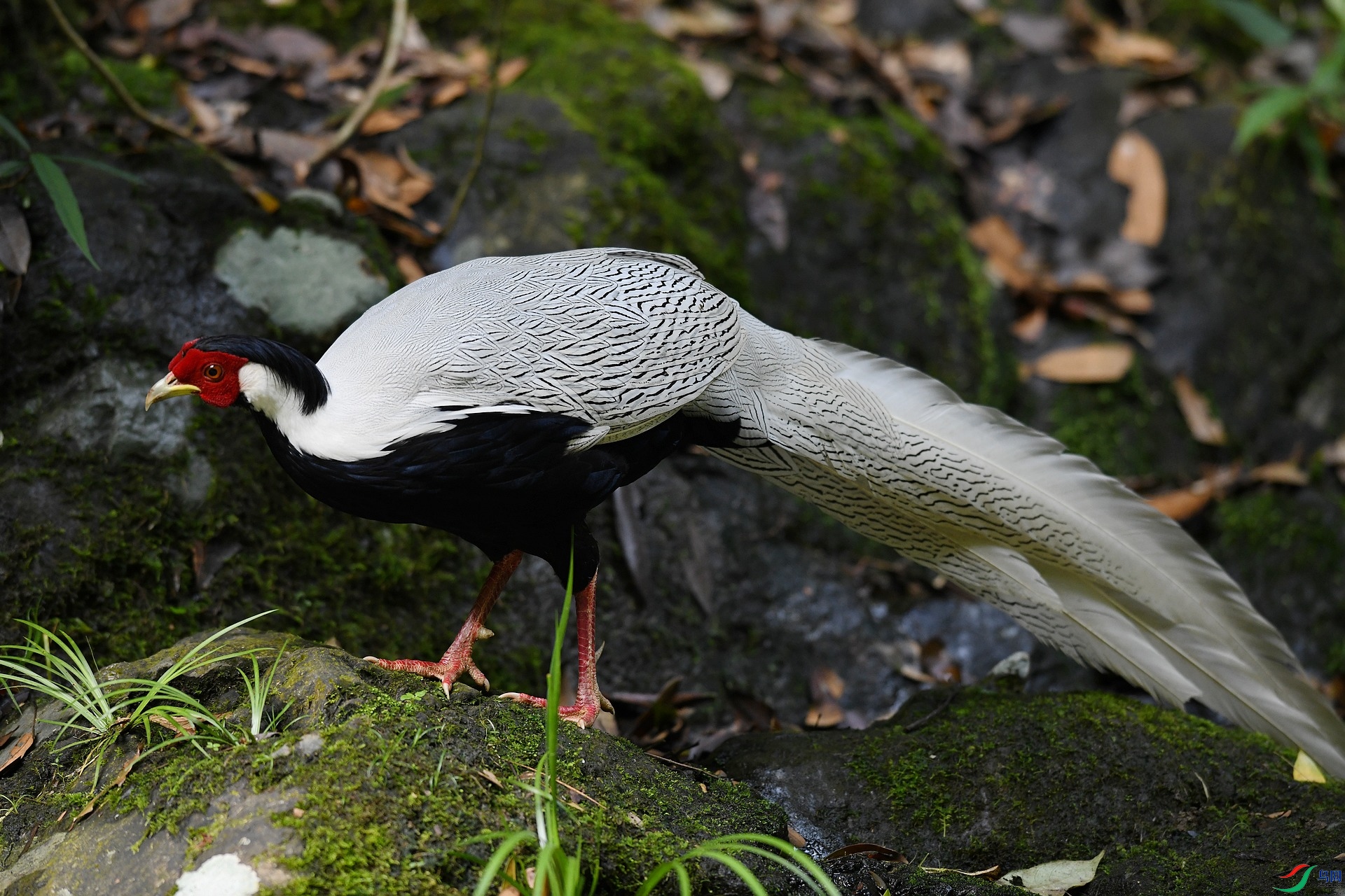 DSC_8520.jpg