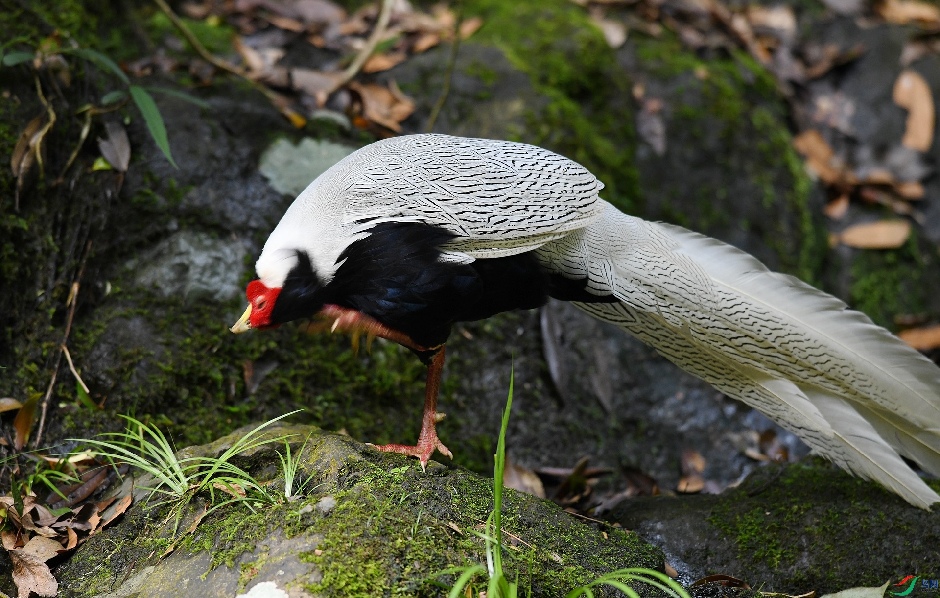 DSC_8525.jpg