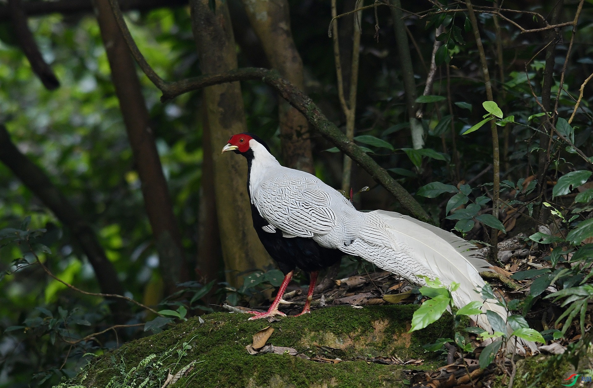 DSC_8753.jpg