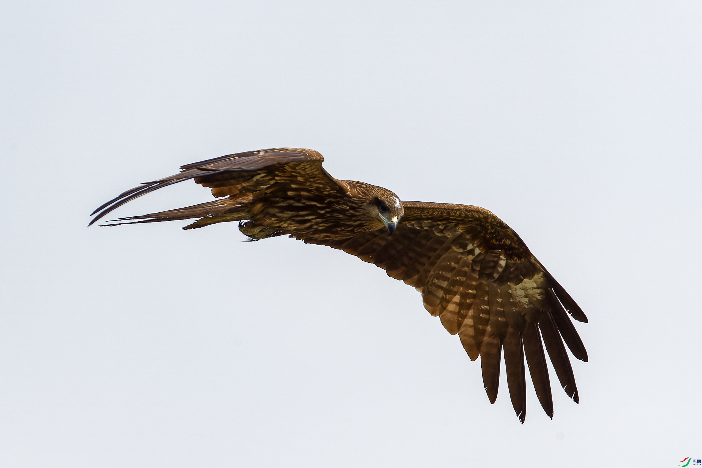 2X2_0664-CR2_DxO_DeepPRIME-1.jpg