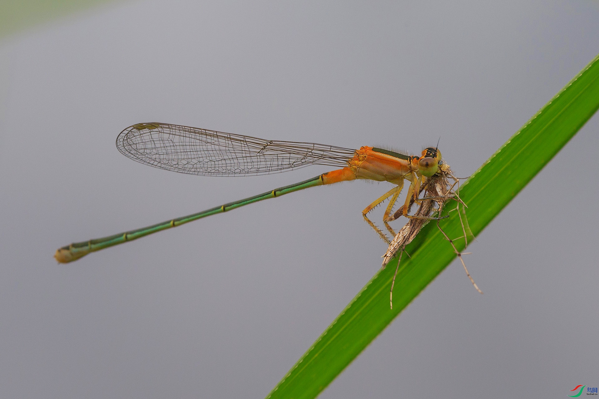 N38A0419-1.jpg
