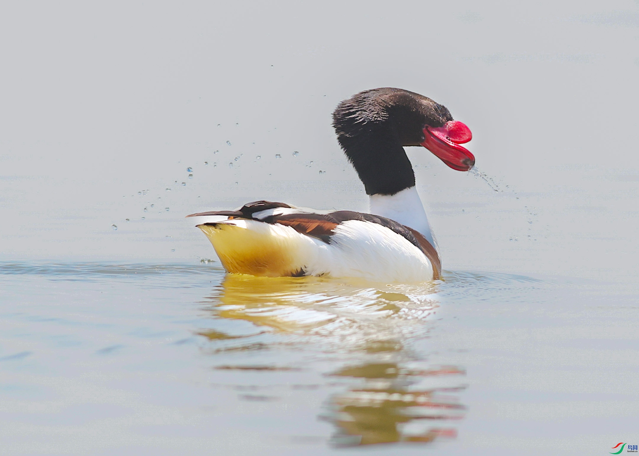 558A5018 ����.jpg