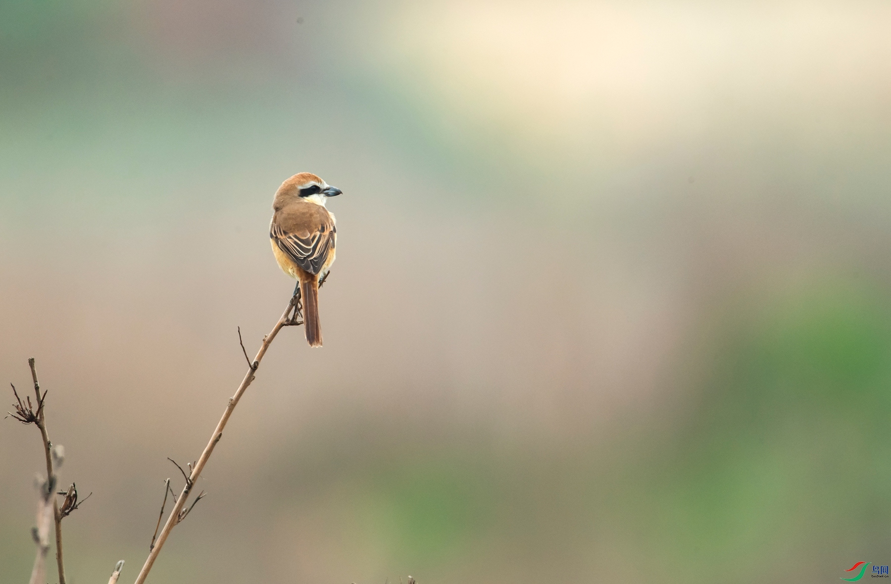 DSC_3515_����.jpg
