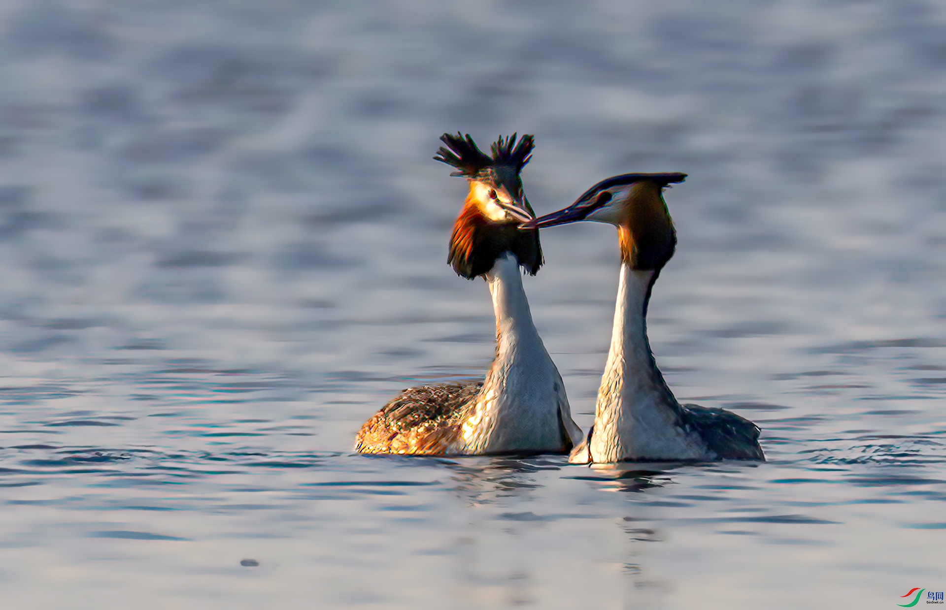 060A1413 ����-Sha---1 .jpg