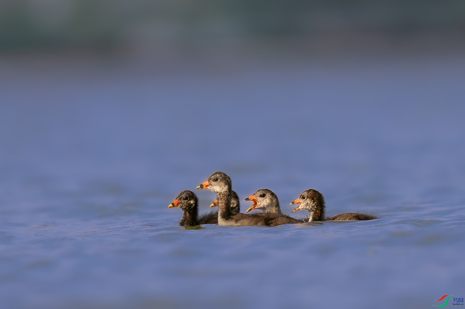 _DSC0337-����ǿ-NR.PNG