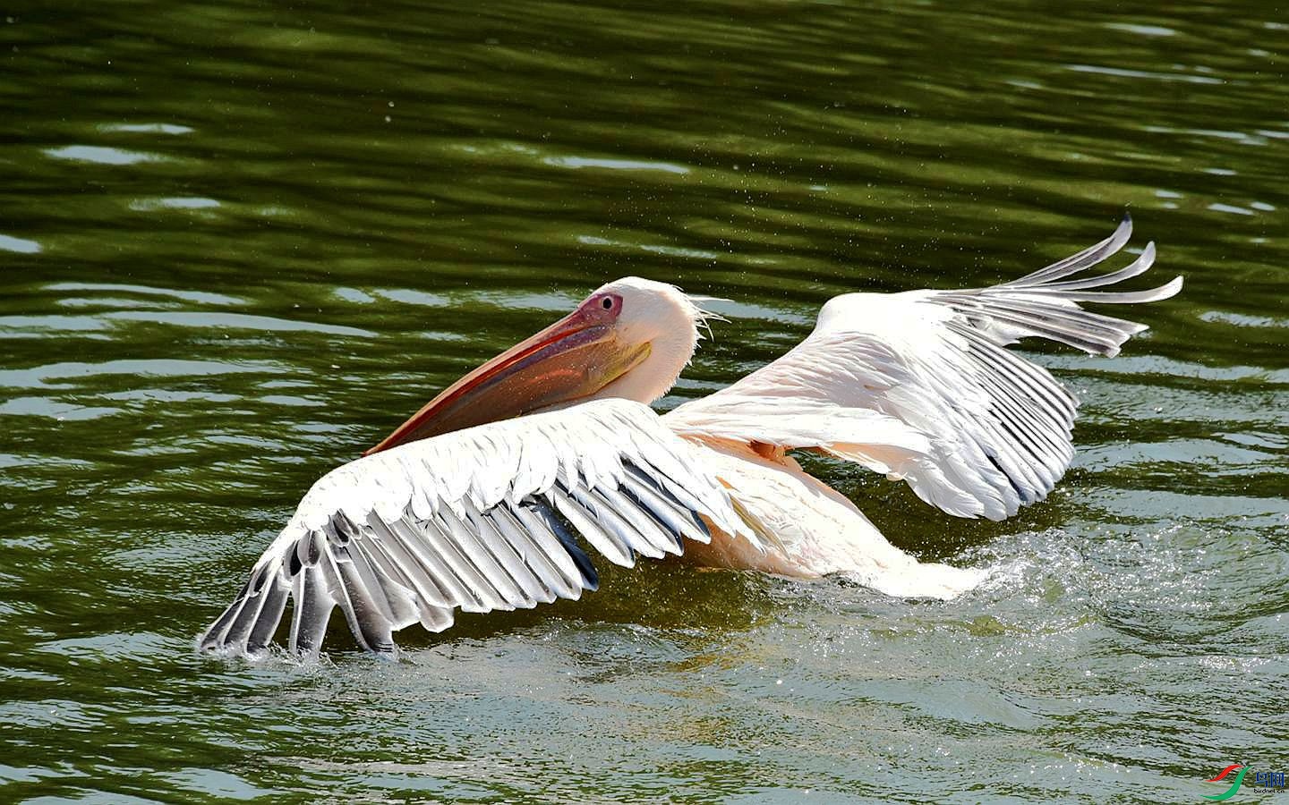 778 (61)_����_����_����.jpg